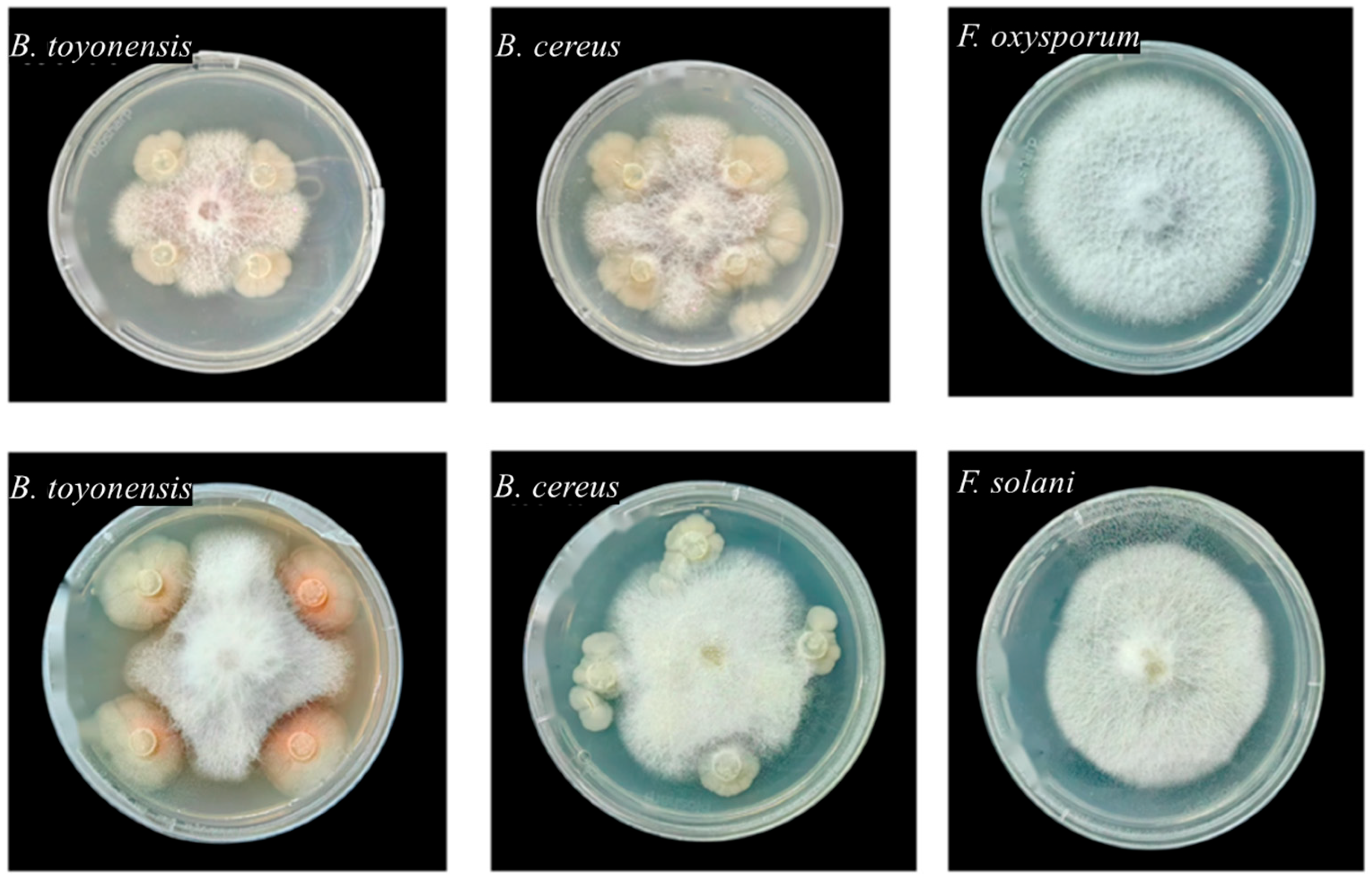 Horticulturae 11 01162 g0a2