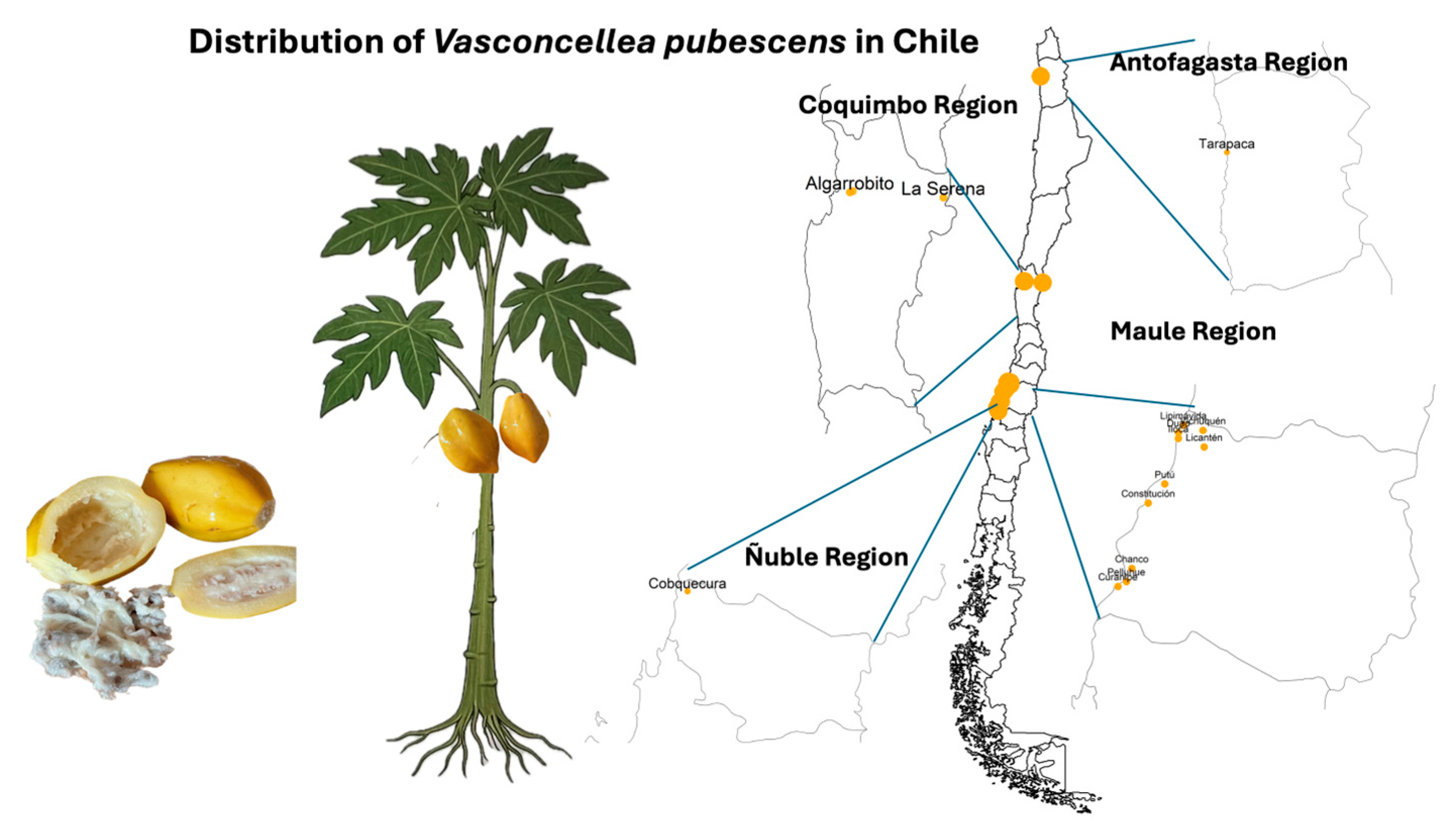 Horticulturae 11 01165 g001 Horticulturae 11 01165 g001