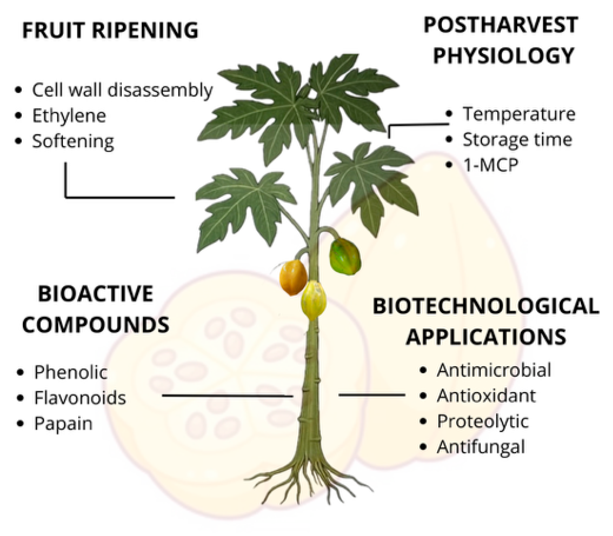 Horticulturae 11 01165 g002 Horticulturae 11 01165 g002