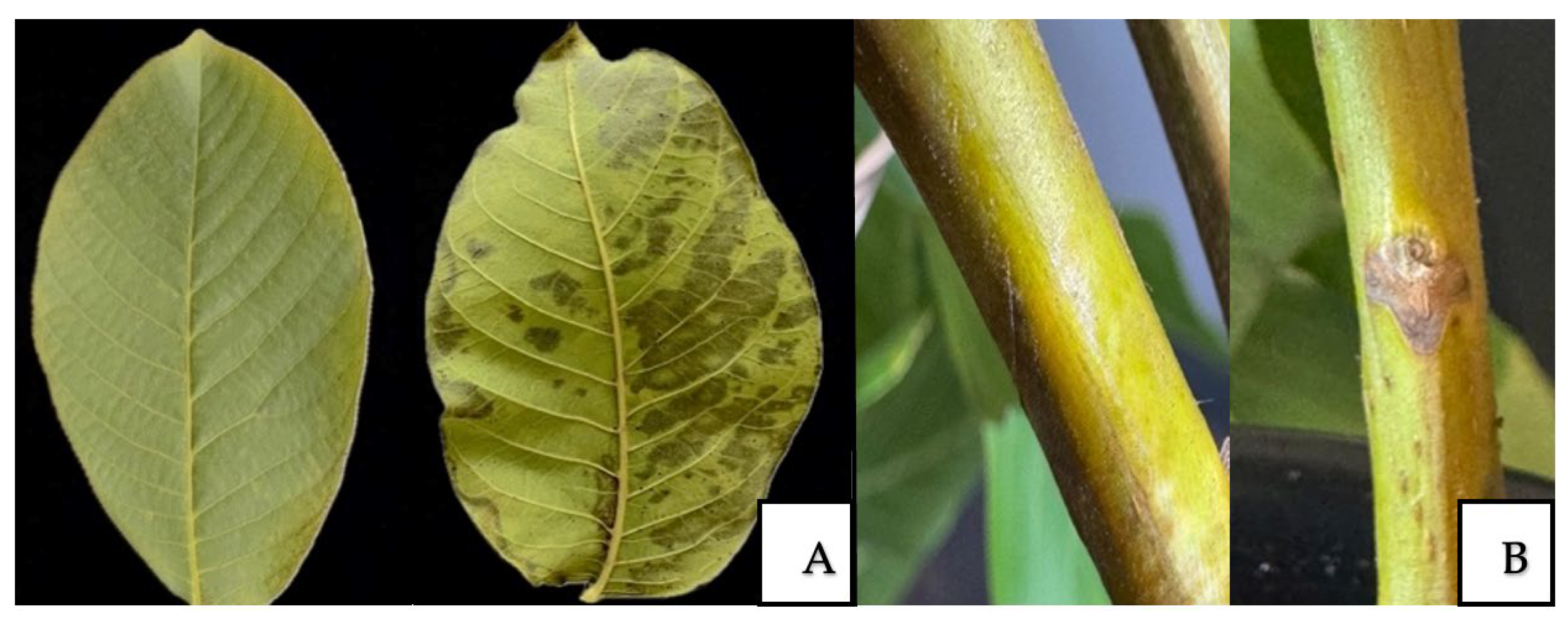 Horticulturae 11 01217 g006 Horticulturae 11 01217 g006