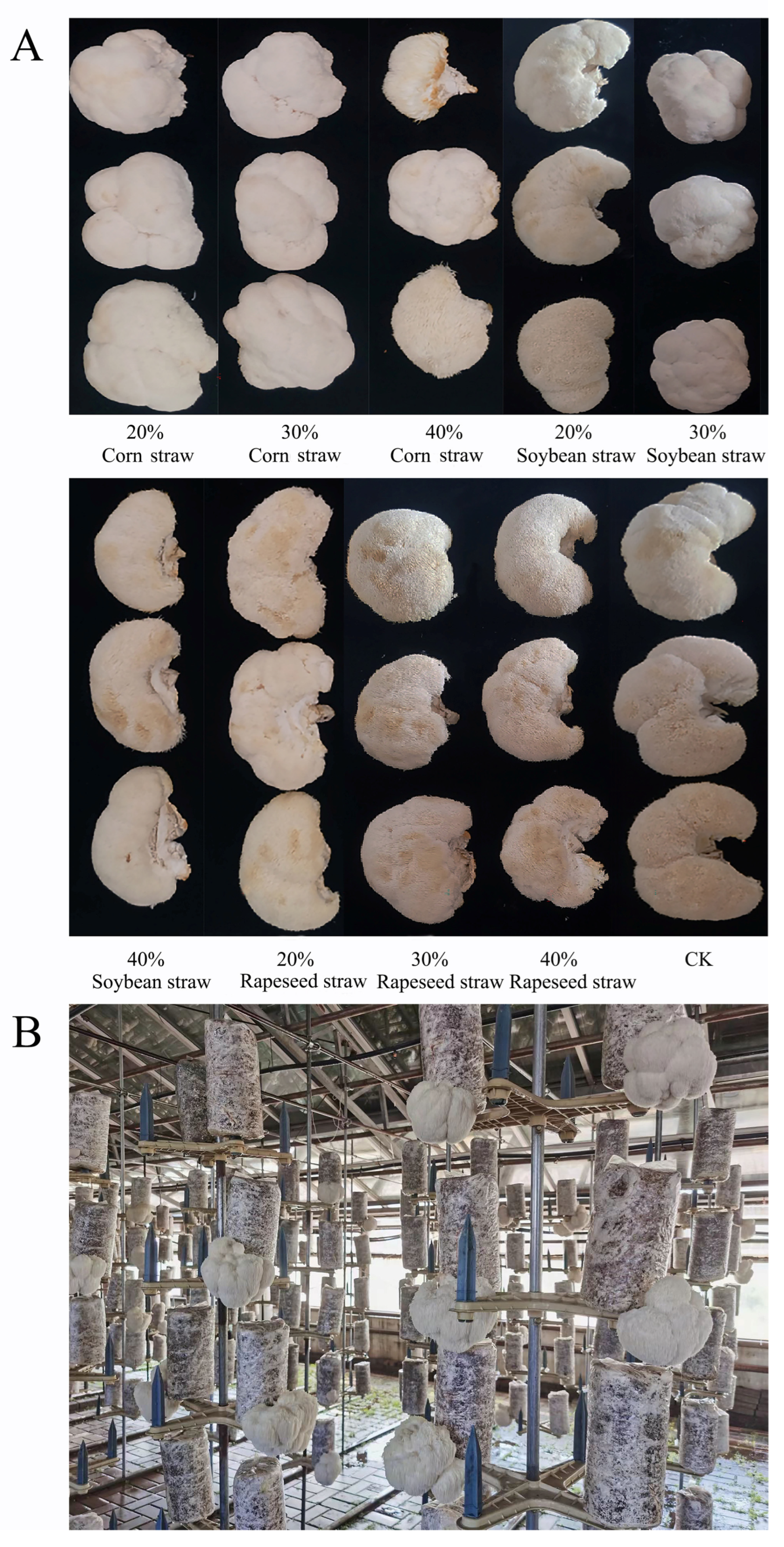 Horticulturae 11 01220 g002