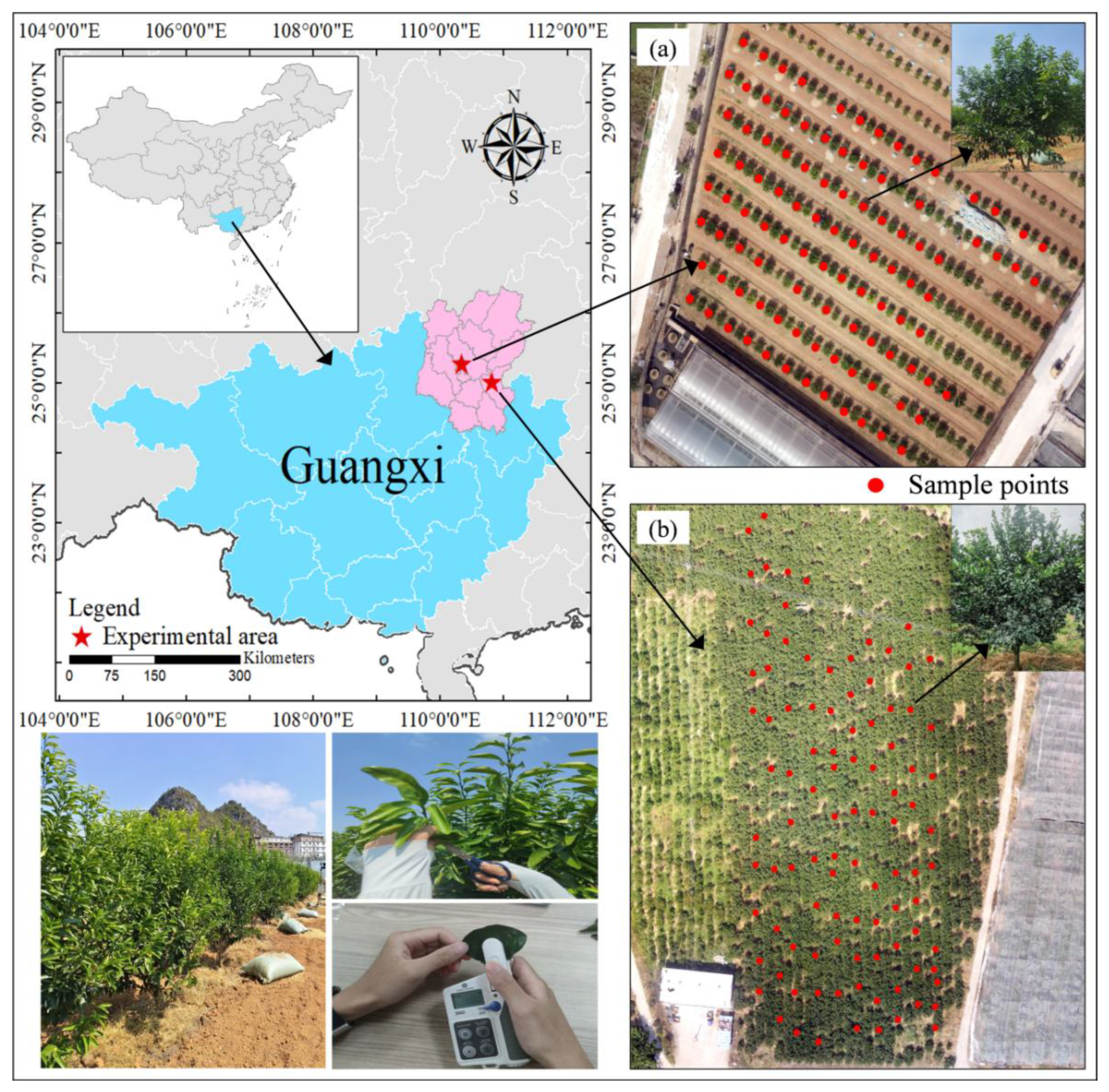Horticulturae 11 01223 g001 Horticulturae 11 01223 g001