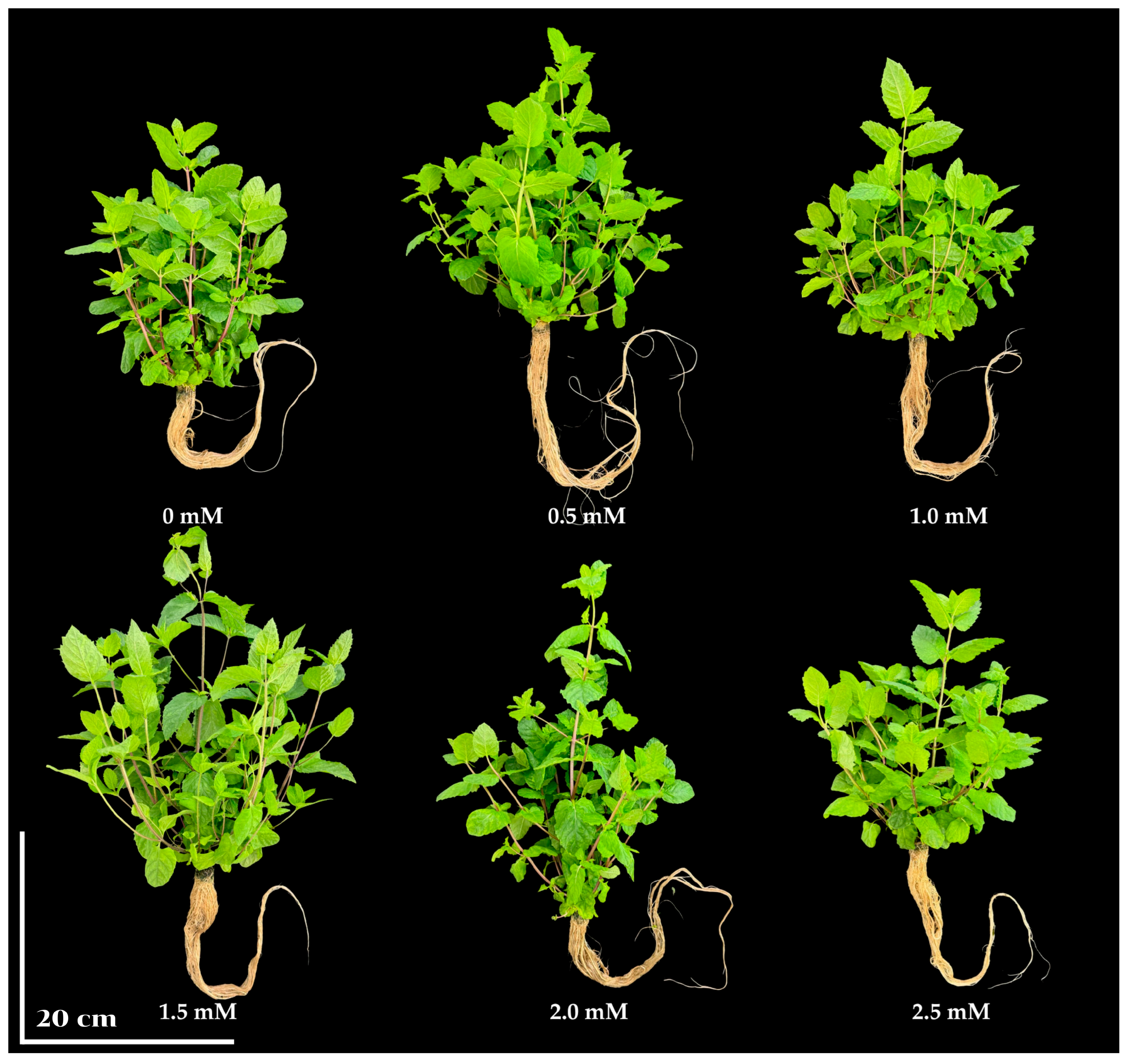 Horticulturae 11 01243 g003