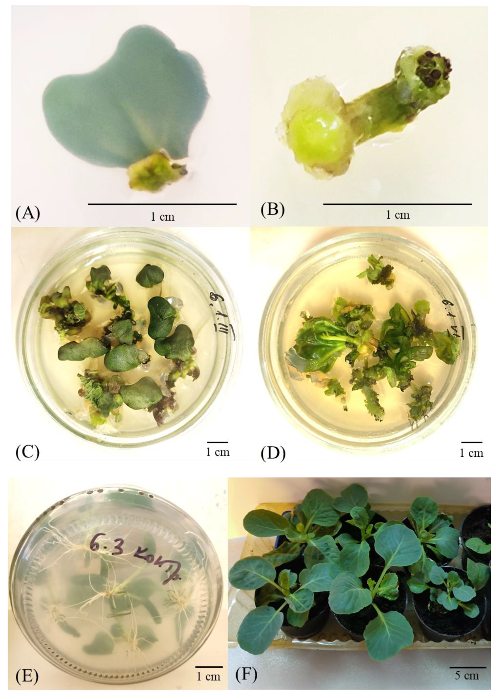 Horticulturae 11 01246 g002