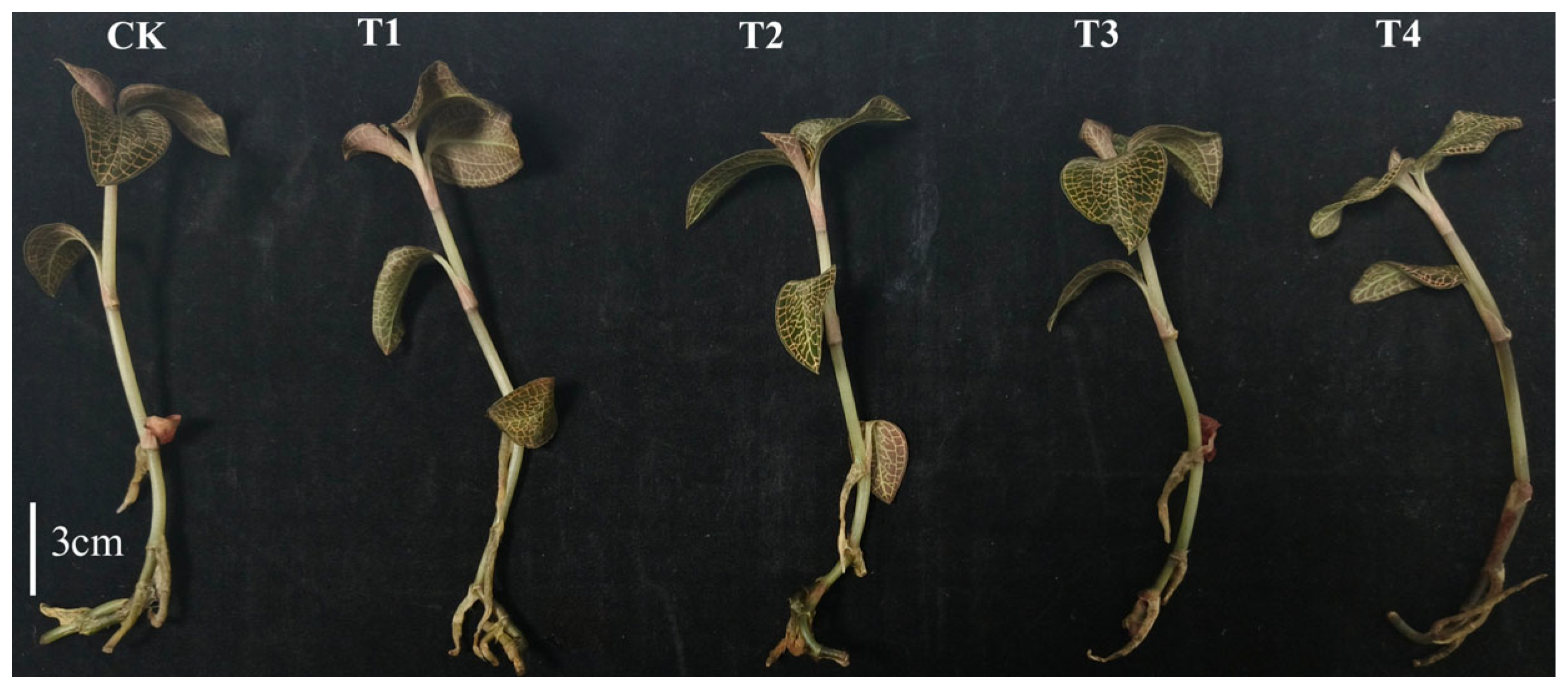 Horticulturae 11 01254 g001 Horticulturae 11 01254 g001
