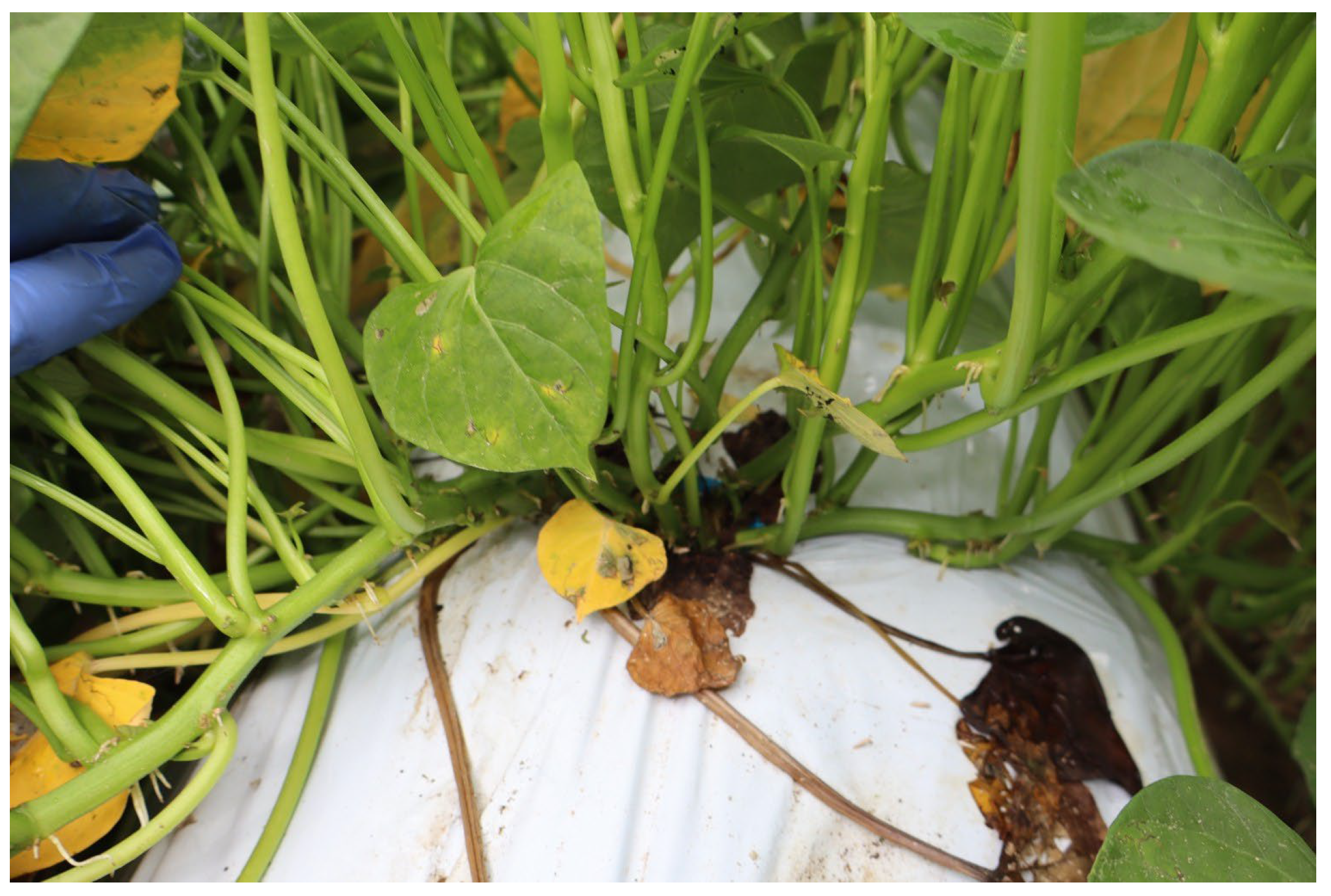 Horticulturae 11 01439 g001 Horticulturae 11 01439 g001