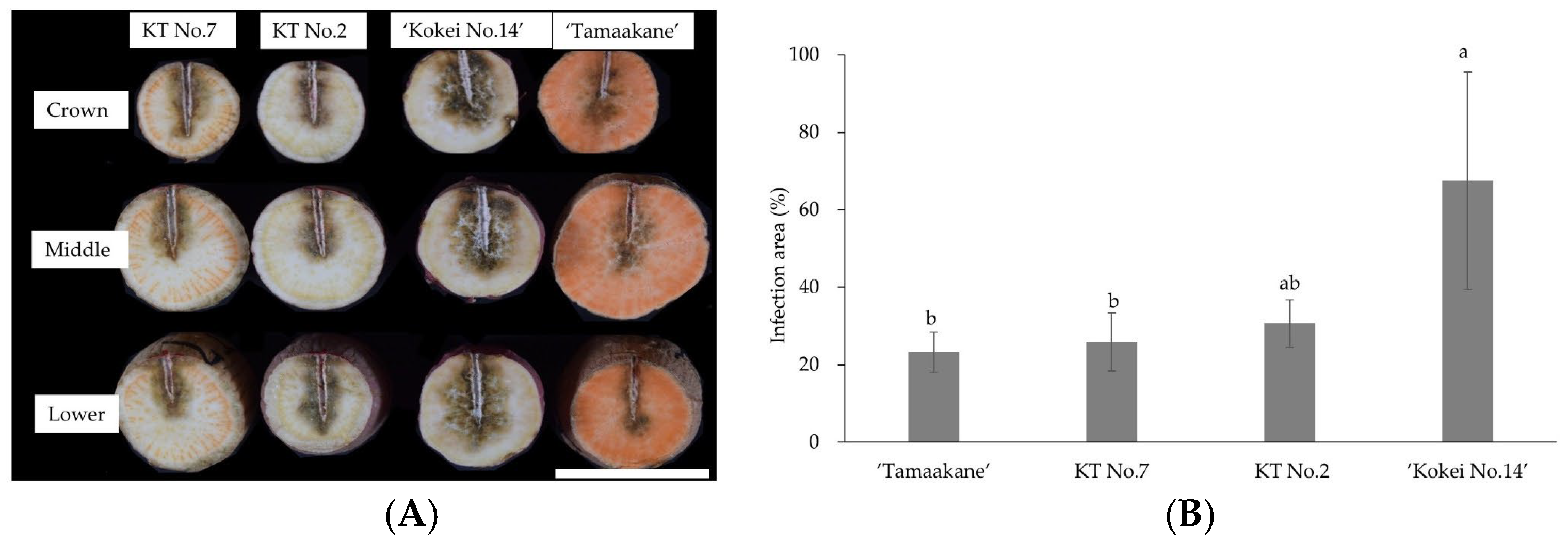 Horticulturae 11 01439 g006 Horticulturae 11 01439 g006