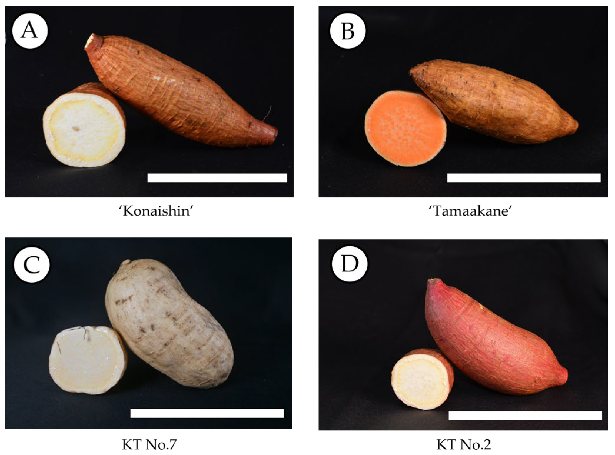 Horticulturae 11 01439 g007 Horticulturae 11 01439 g007