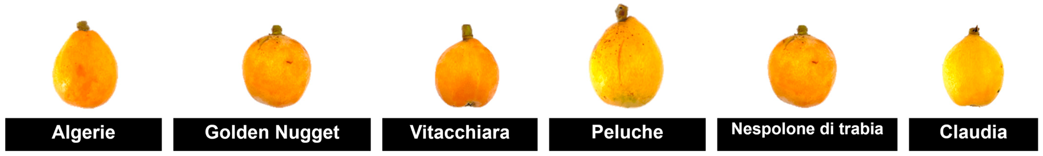 Horticulturae 11 01445 g001 Horticulturae 11 01445 g001