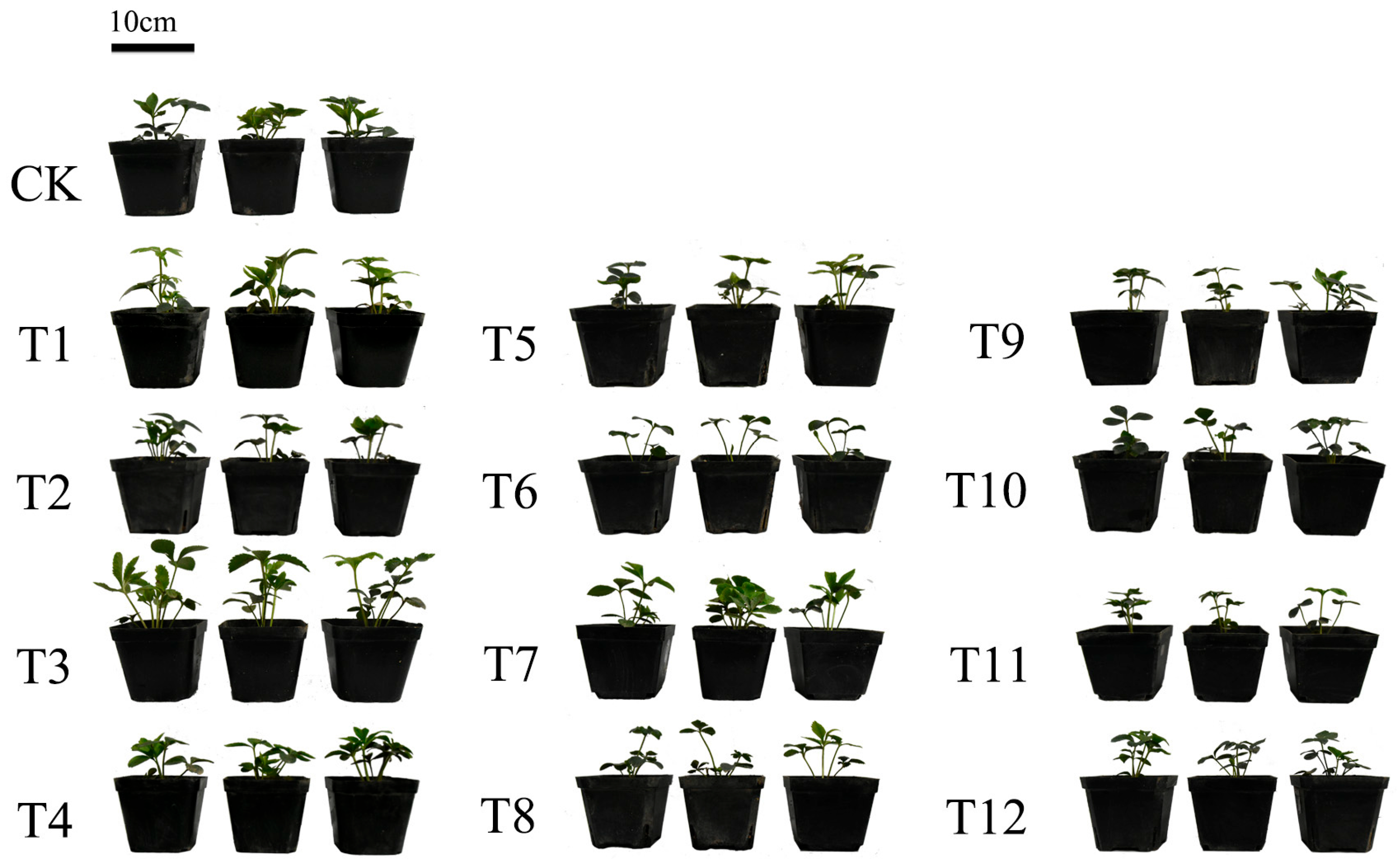 Horticulturae 11 01469 g001 Horticulturae 11 01469 g001
