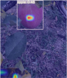 Horticulturae 11 01539 i011 Horticulturae 11 01539 i011