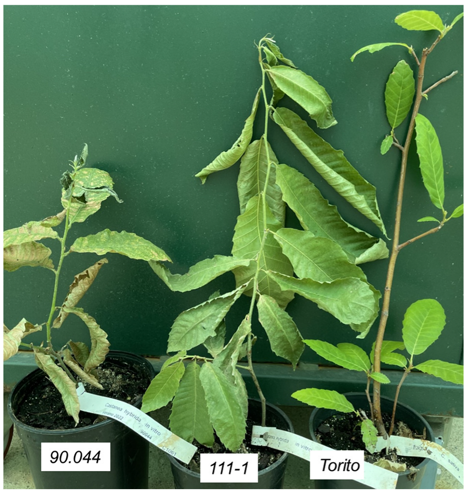 Horticulturae 12 00011 g003