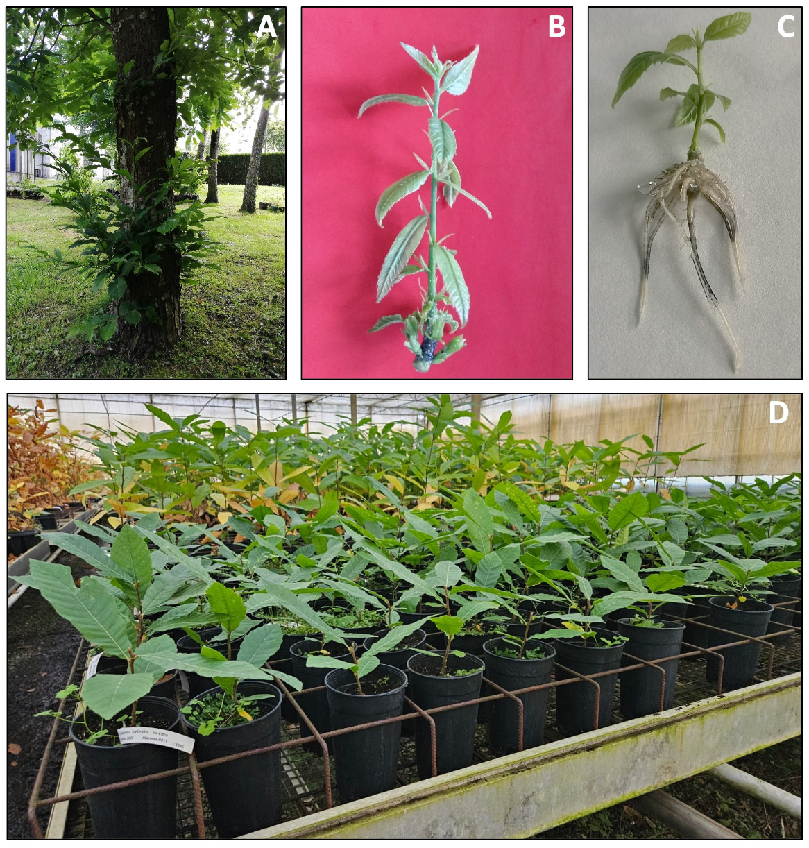 Horticulturae 12 00011 g004