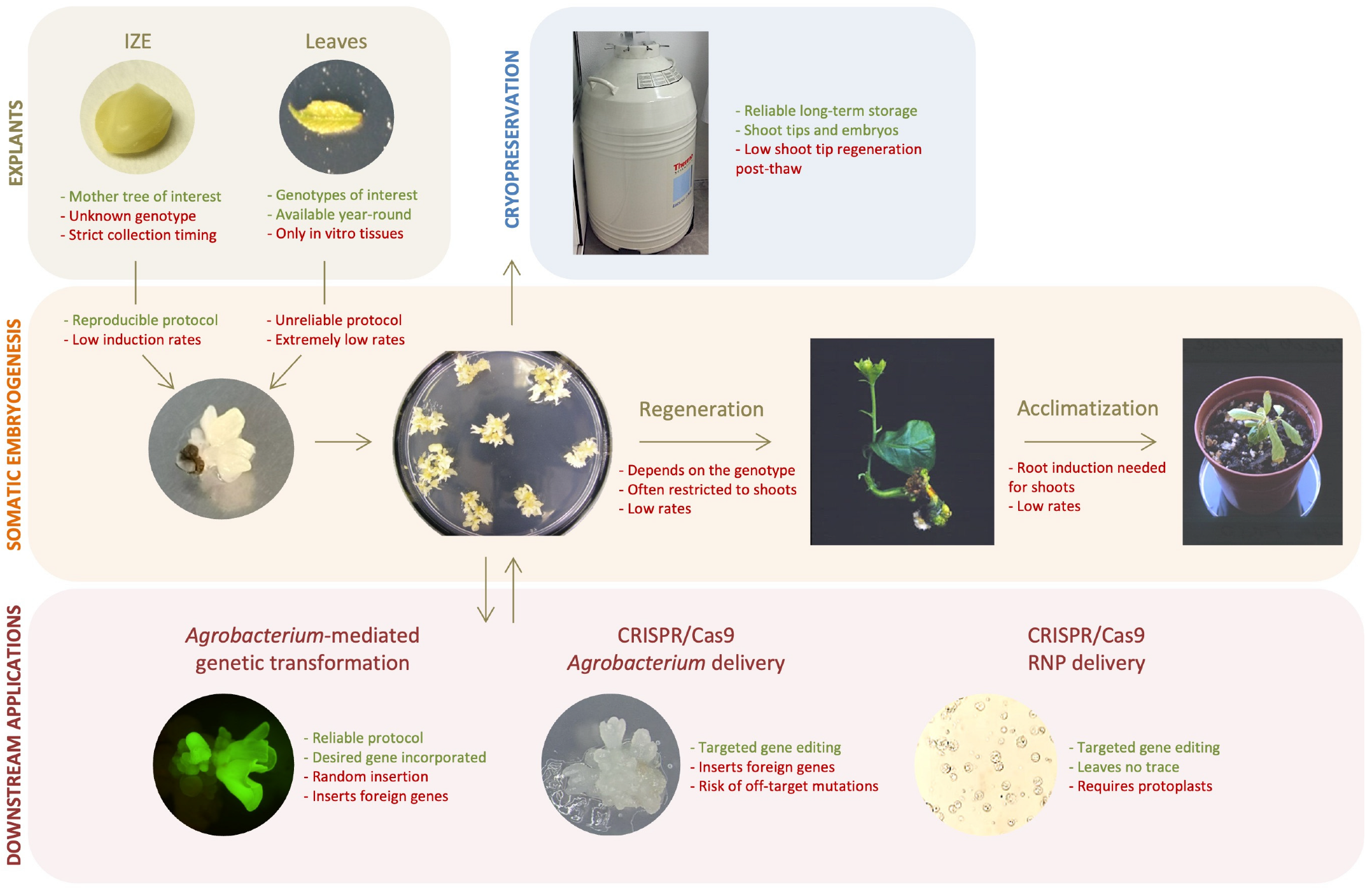 Horticulturae 12 00011 g005