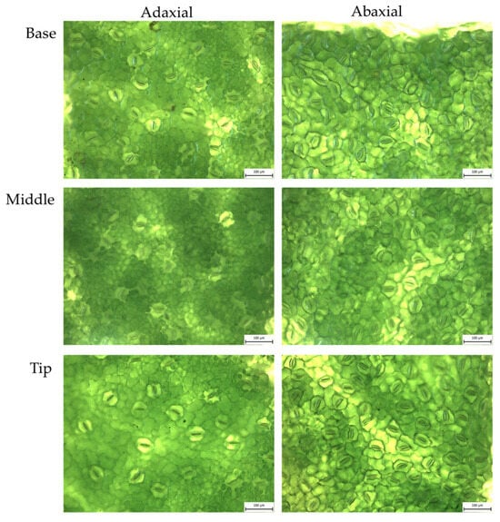 Horticulturae 12 00115 g0a2