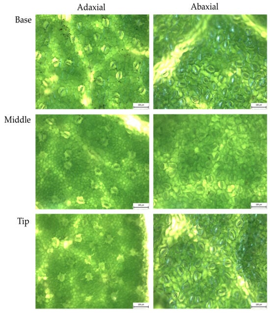Horticulturae 12 00115 g0a4