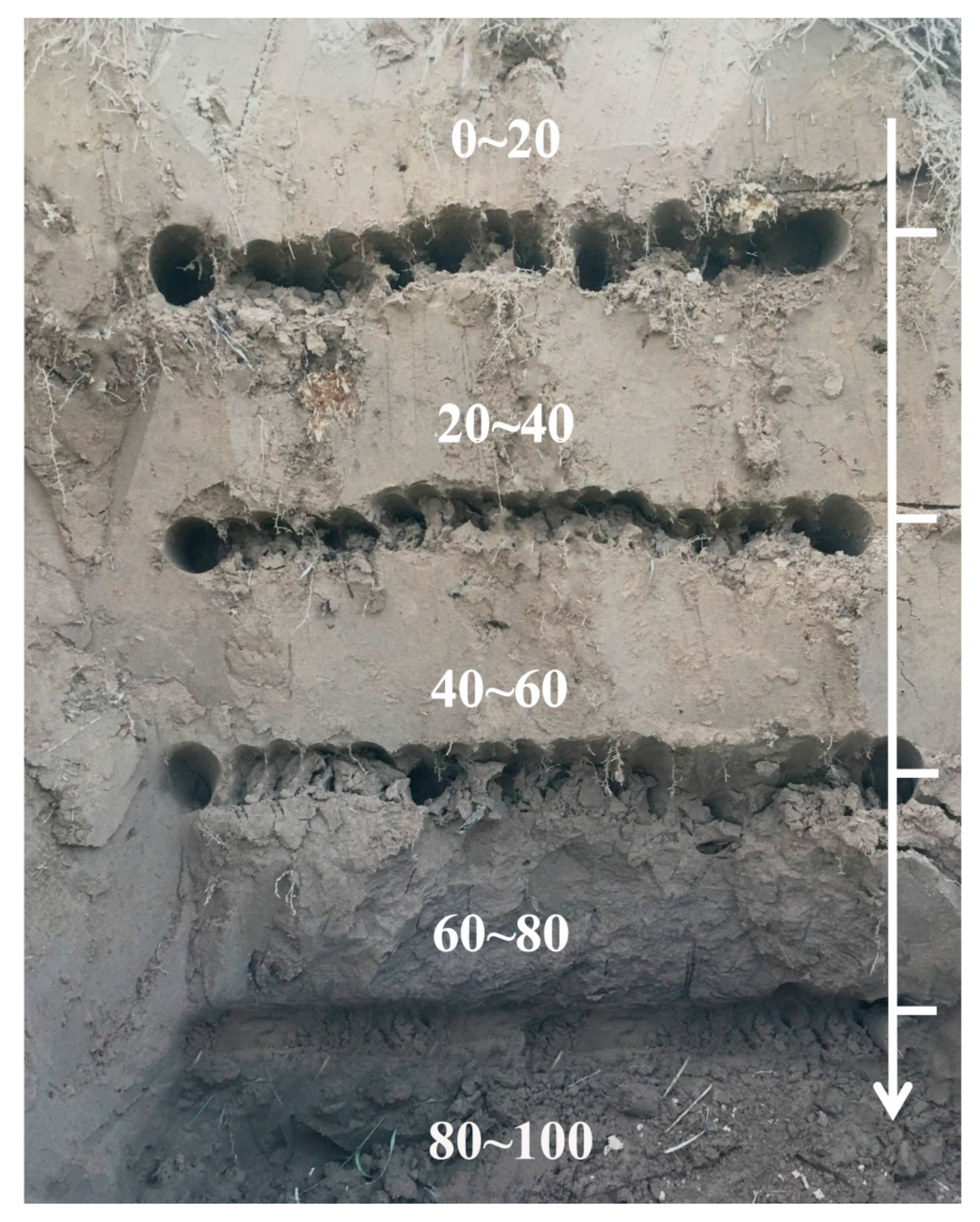 Horticulturae 12 00162 g001