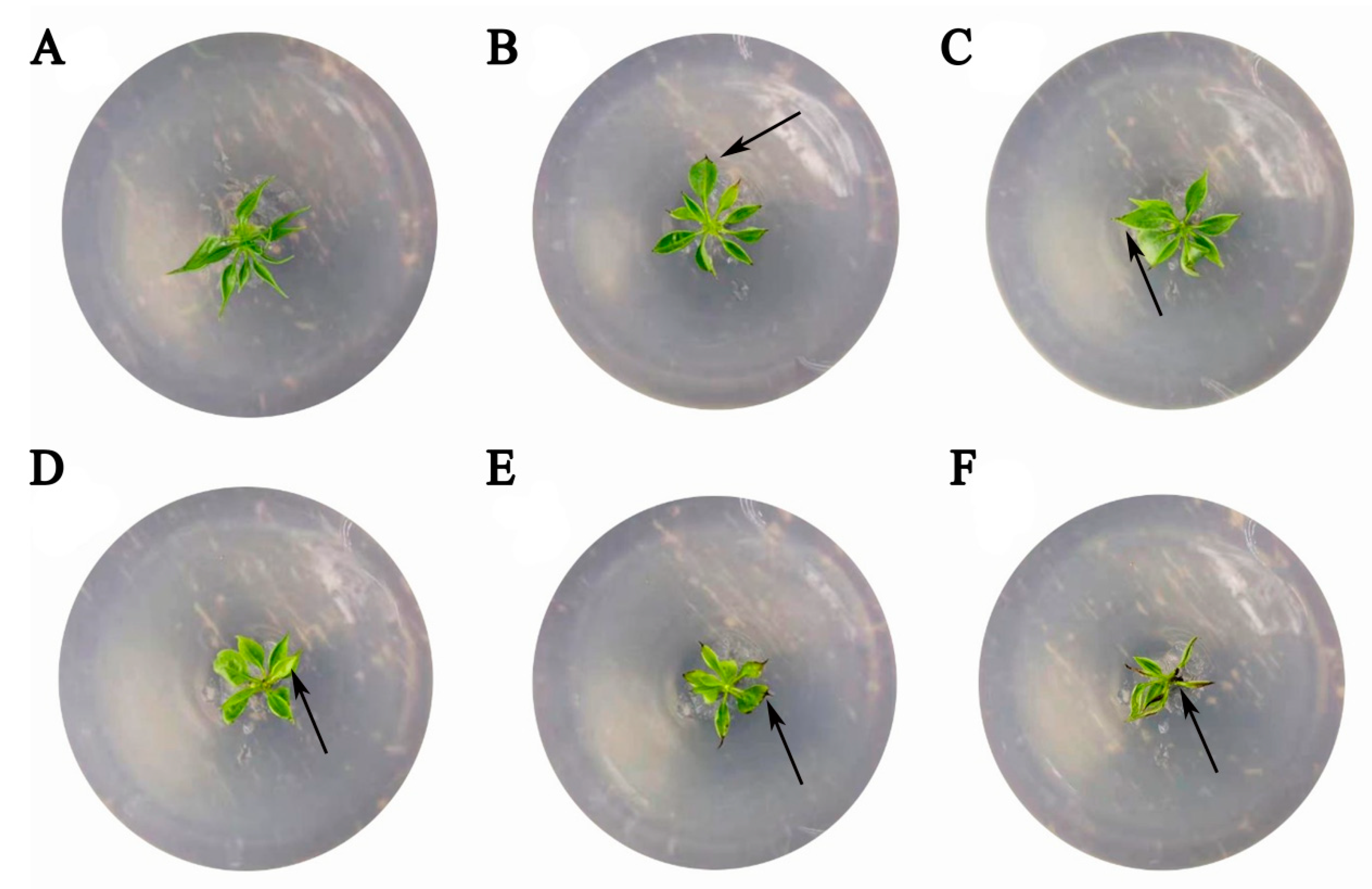 Horticulturae 12 00162 g005
