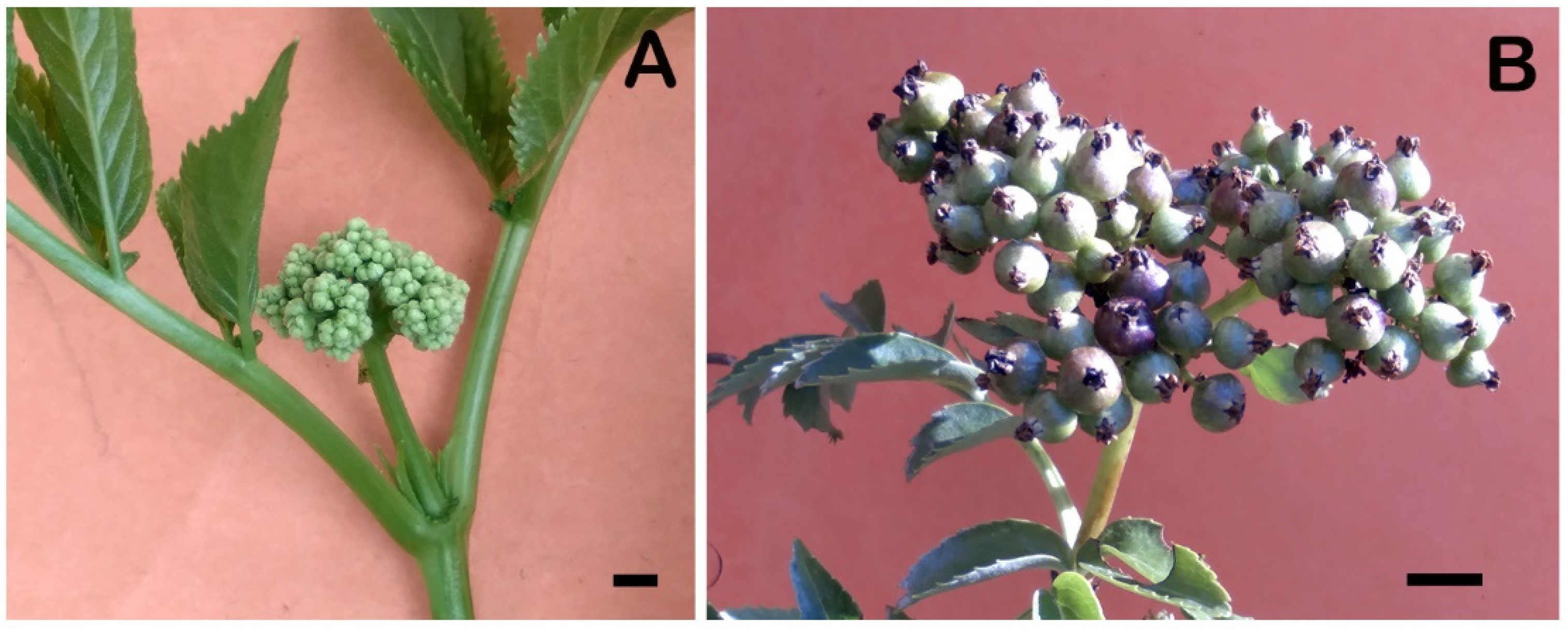 Horticulturae 12 00166 g002 Horticulturae 12 00166 g002