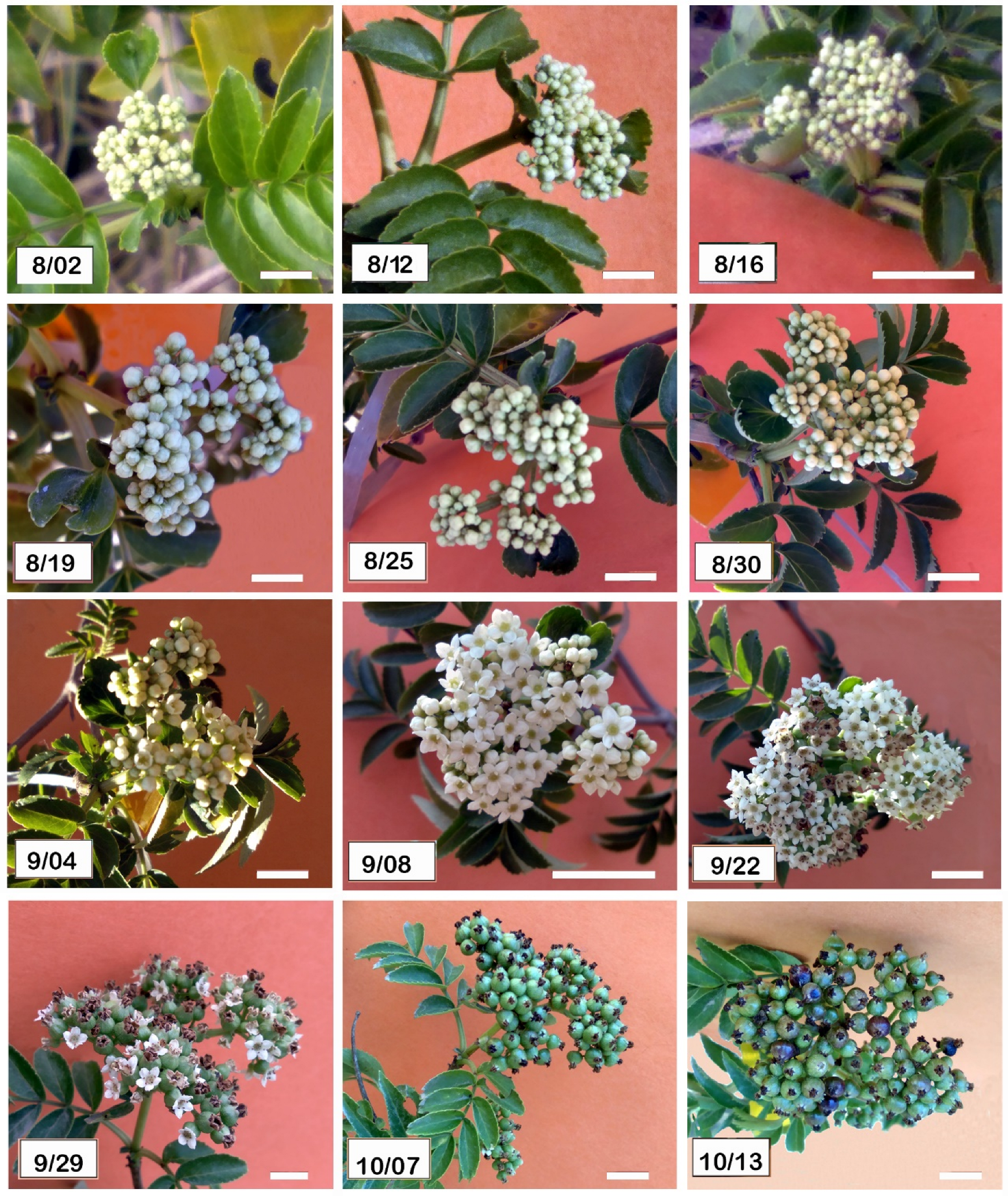 Horticulturae 12 00166 g003 Horticulturae 12 00166 g003
