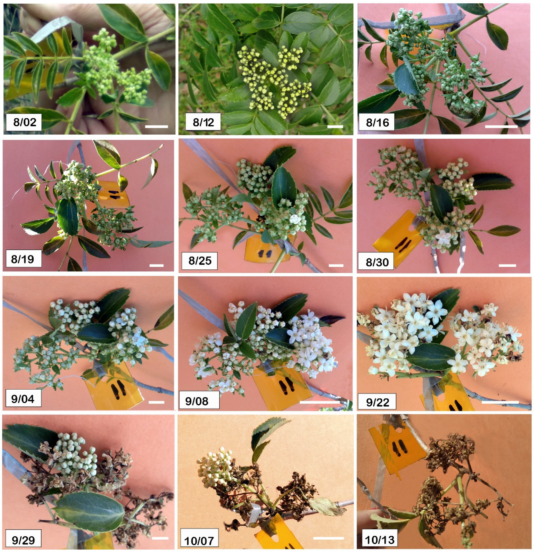 Horticulturae 12 00166 g004 Horticulturae 12 00166 g004