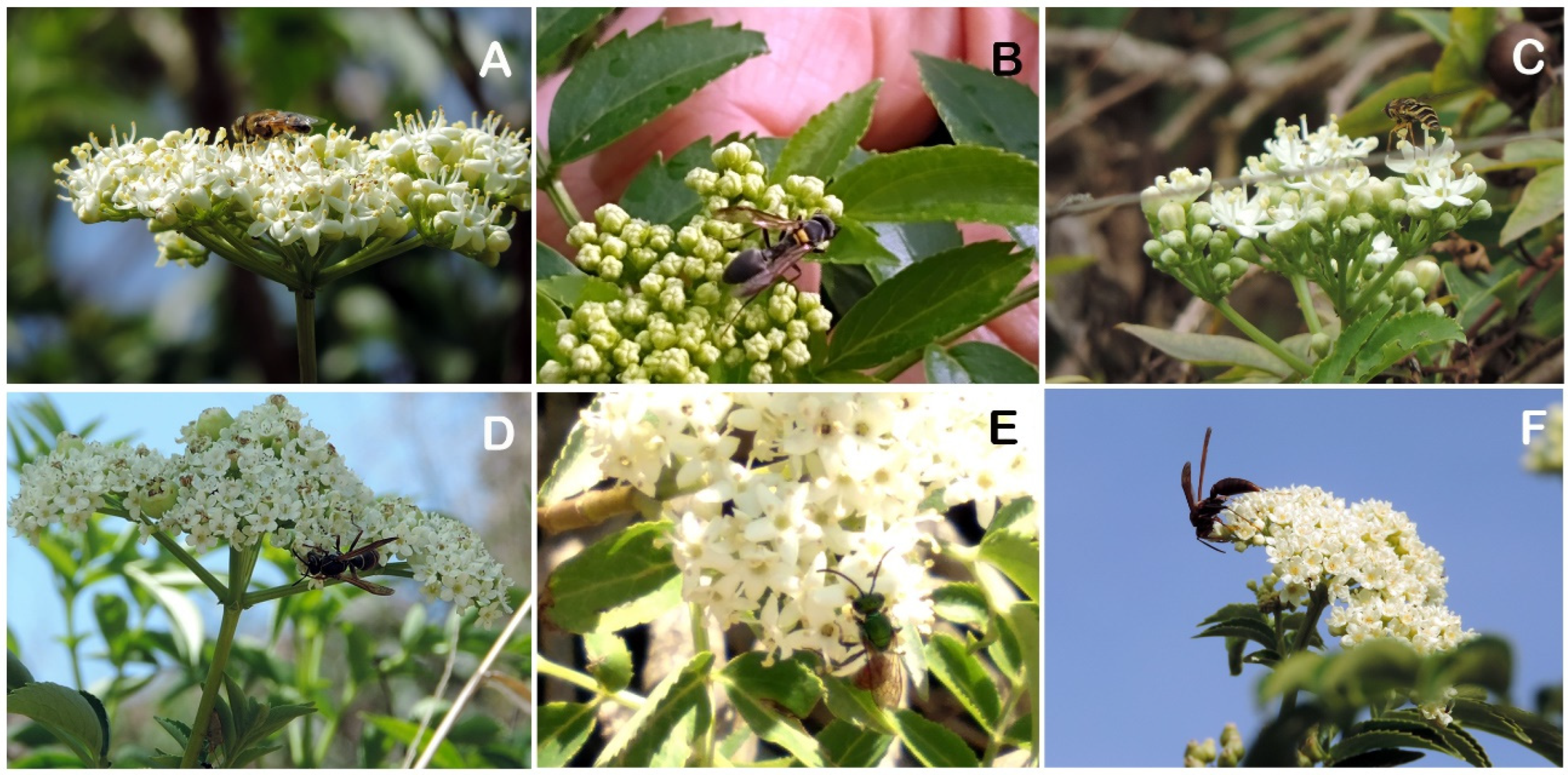 Horticulturae 12 00166 g007 Horticulturae 12 00166 g007