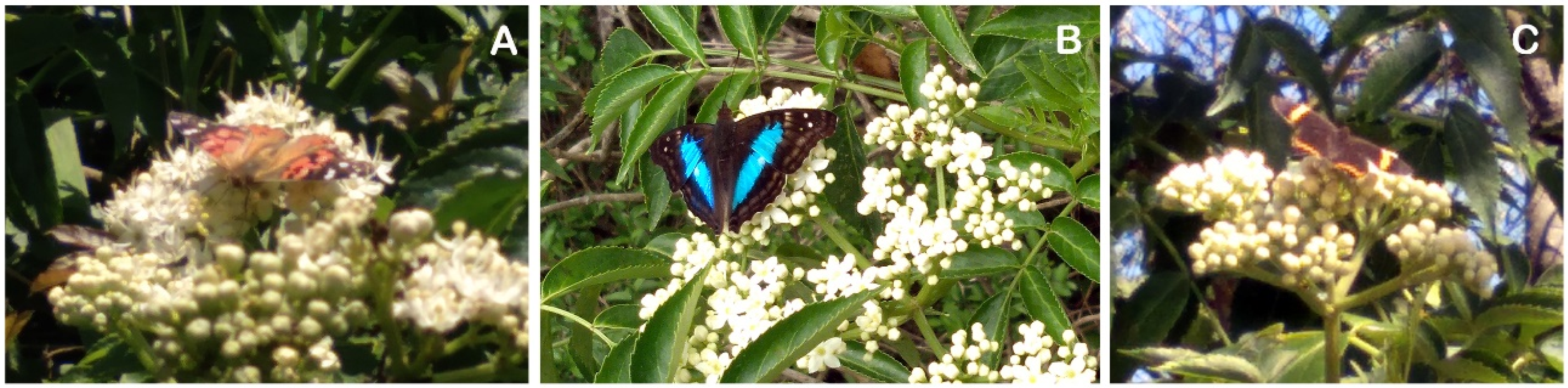 Horticulturae 12 00166 g008 Horticulturae 12 00166 g008