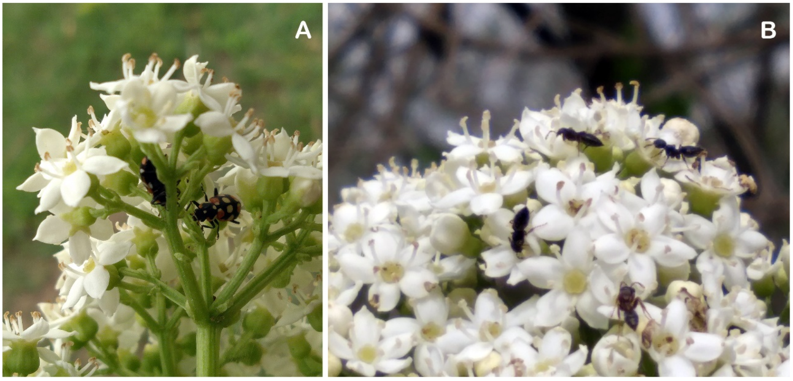 Horticulturae 12 00166 g009 Horticulturae 12 00166 g009