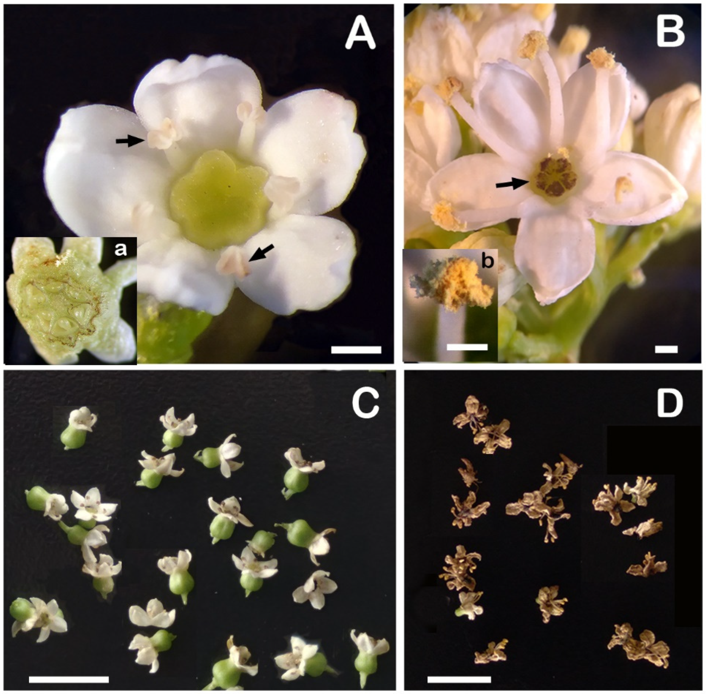 Horticulturae 12 00166 g010 Horticulturae 12 00166 g010