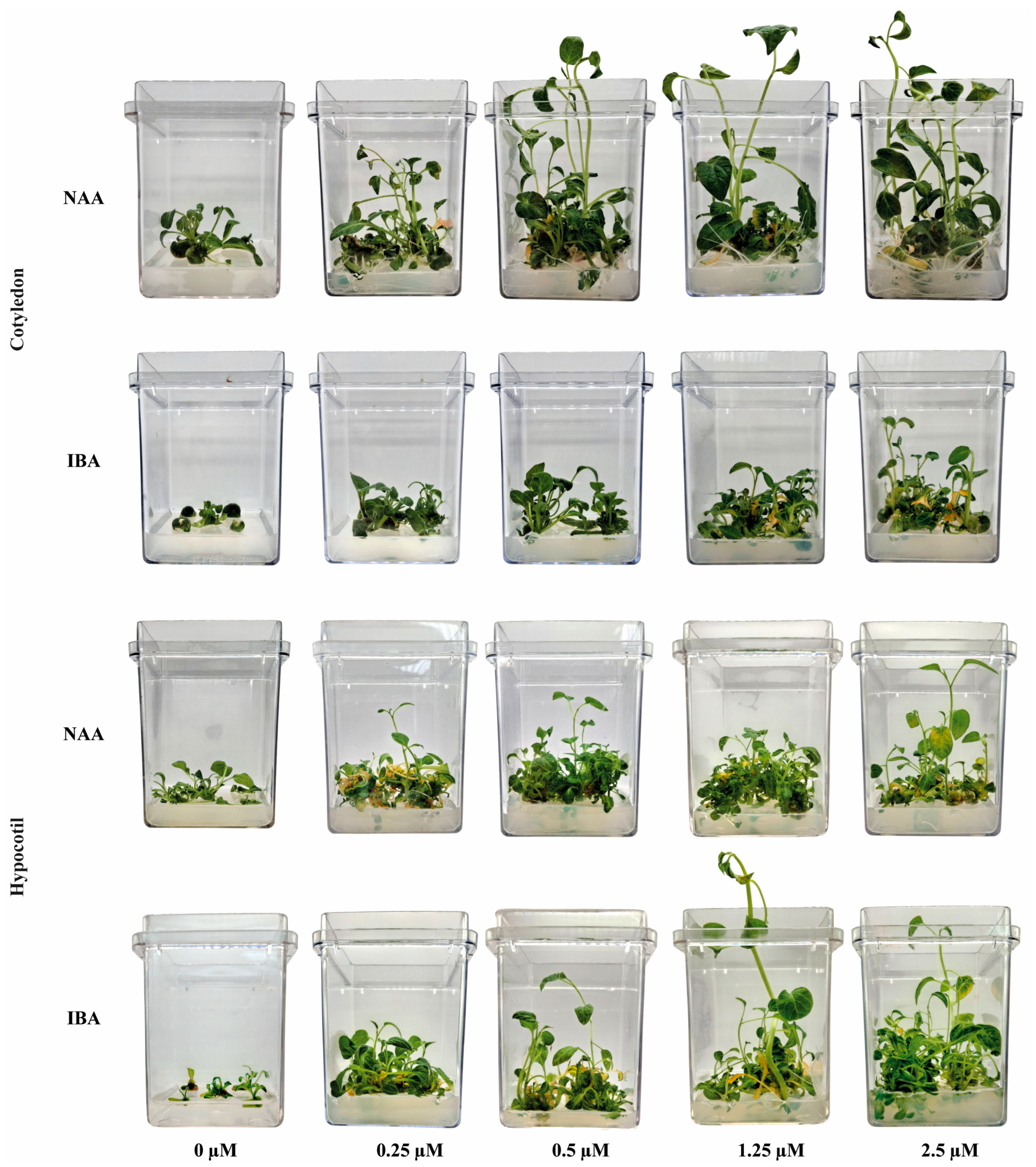 Horticulturae 12 00173 g002 Horticulturae 12 00173 g002
