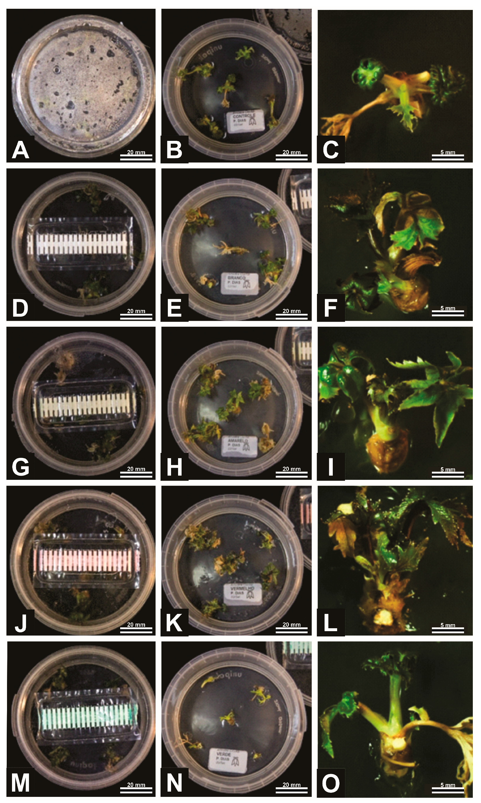 Horticulturae 12 00176 g002