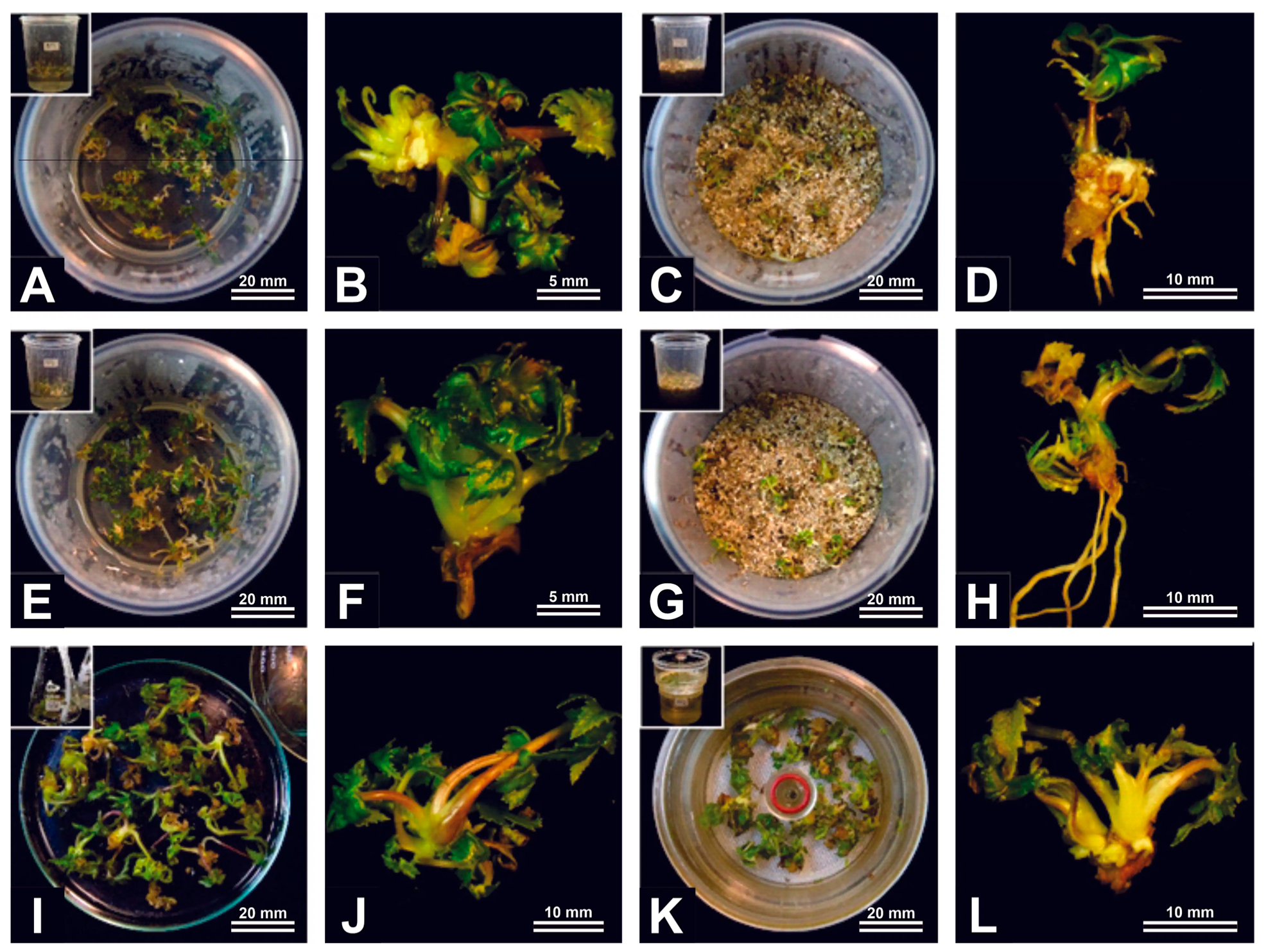 Horticulturae 12 00176 g003