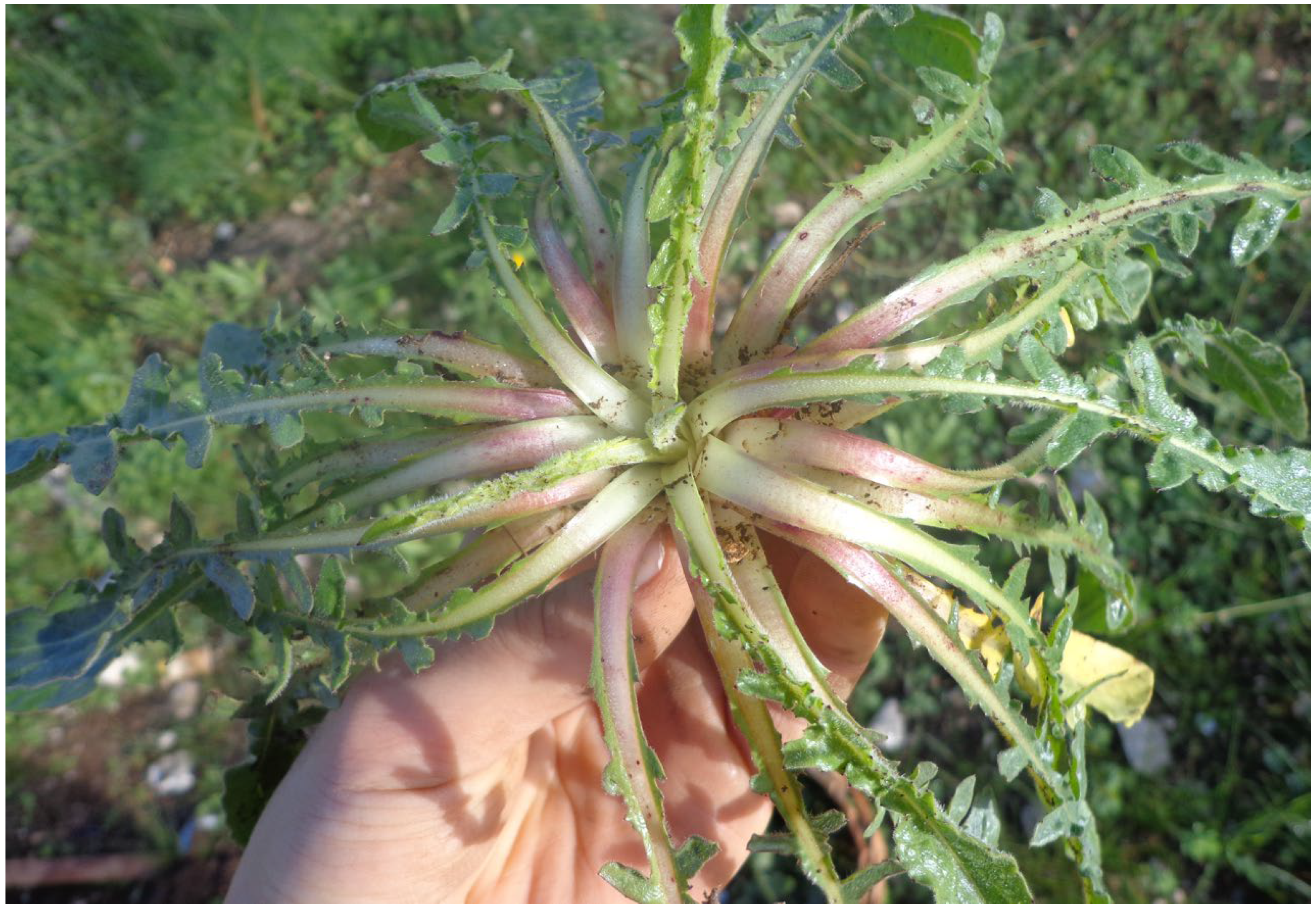 Horticulturae 12 00186 g003 Horticulturae 12 00186 g003