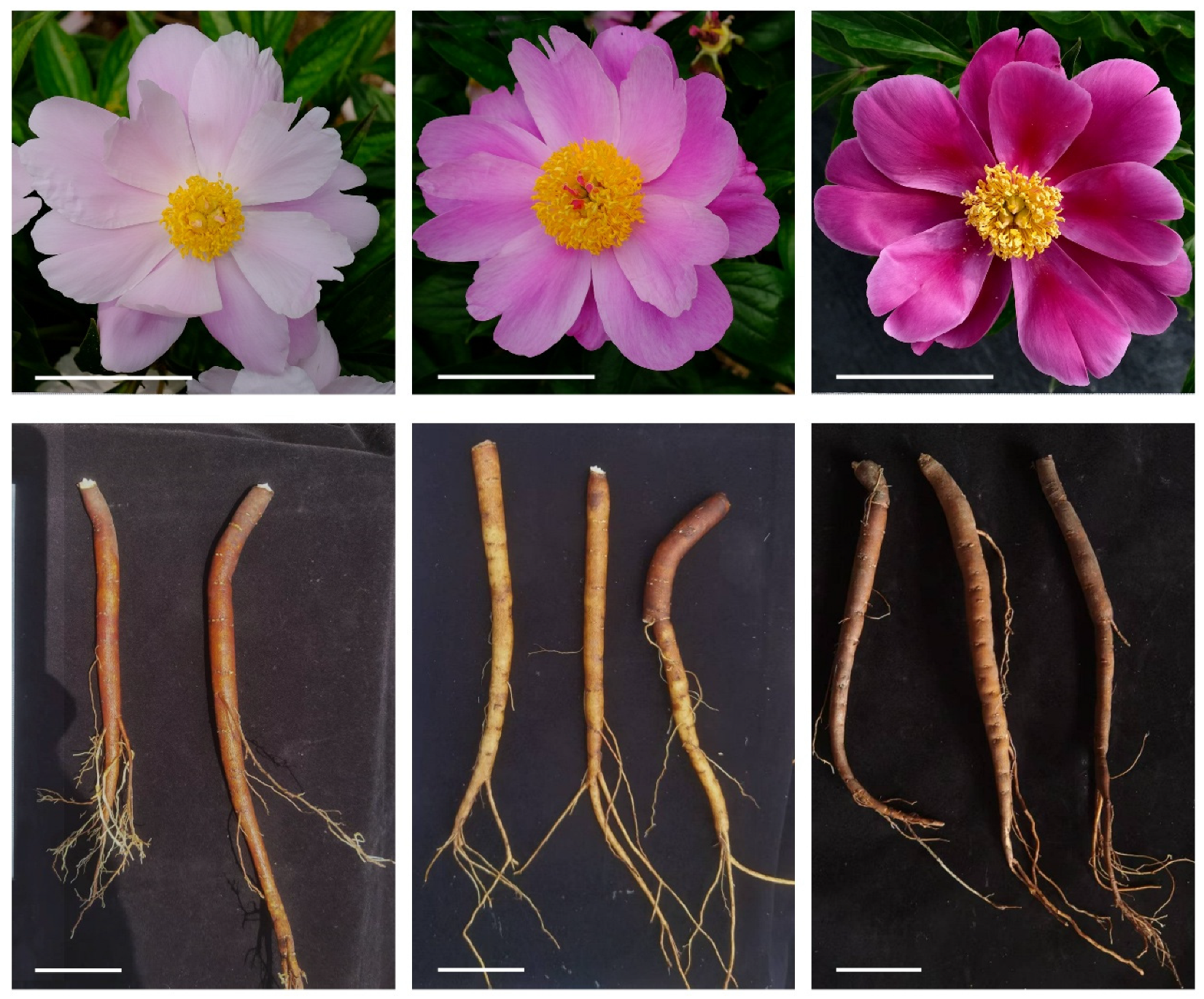 Horticulturae 12 00188 g001