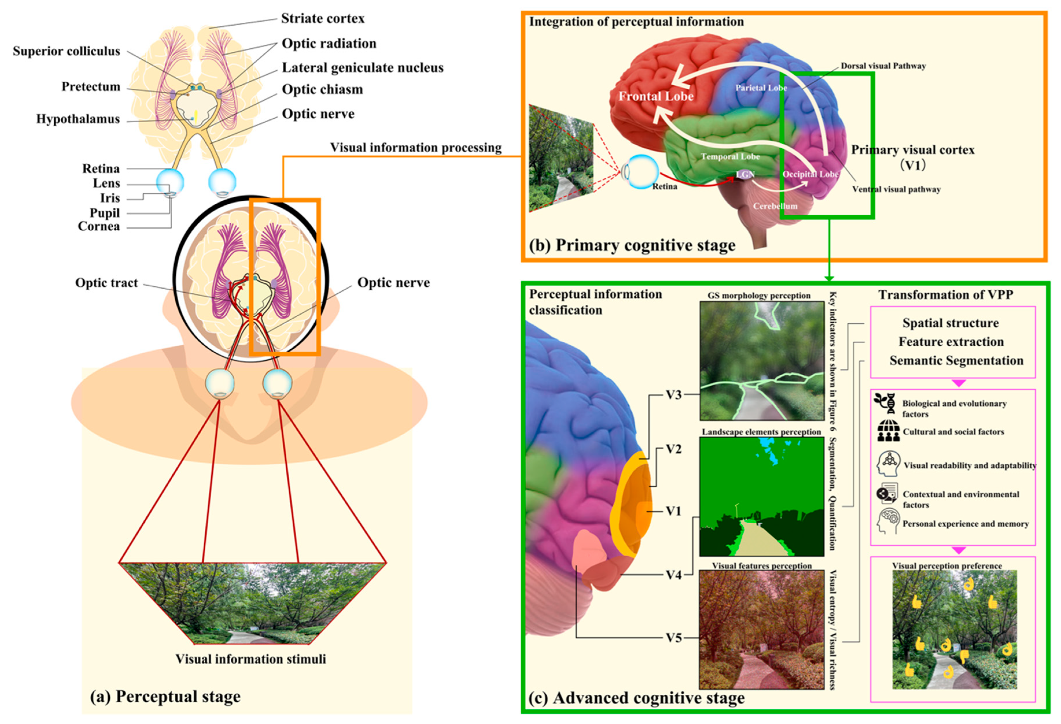 Horticulturae 12 00262 g002