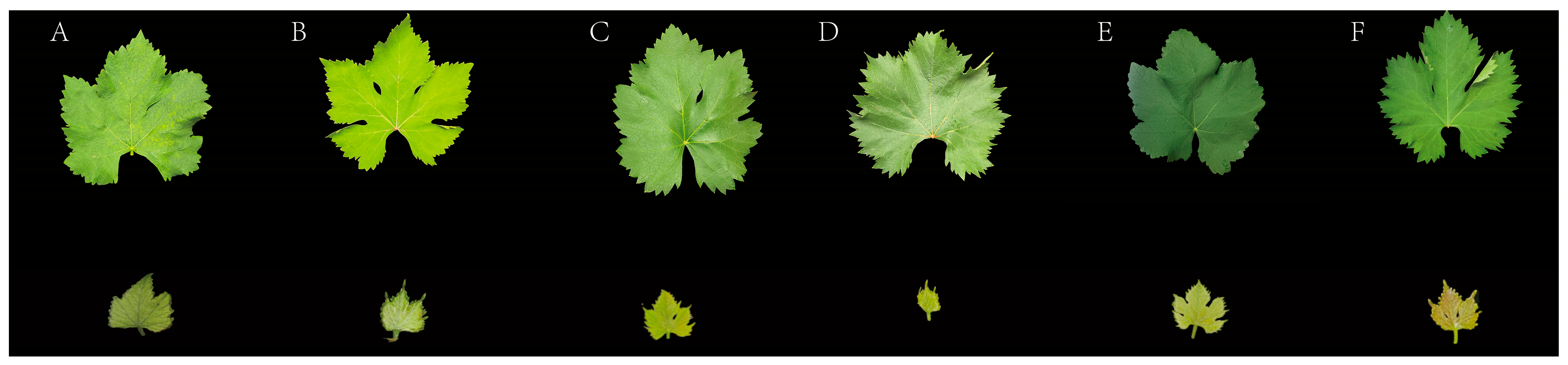 Horticulturae 12 00359 g001 Horticulturae 12 00359 g001