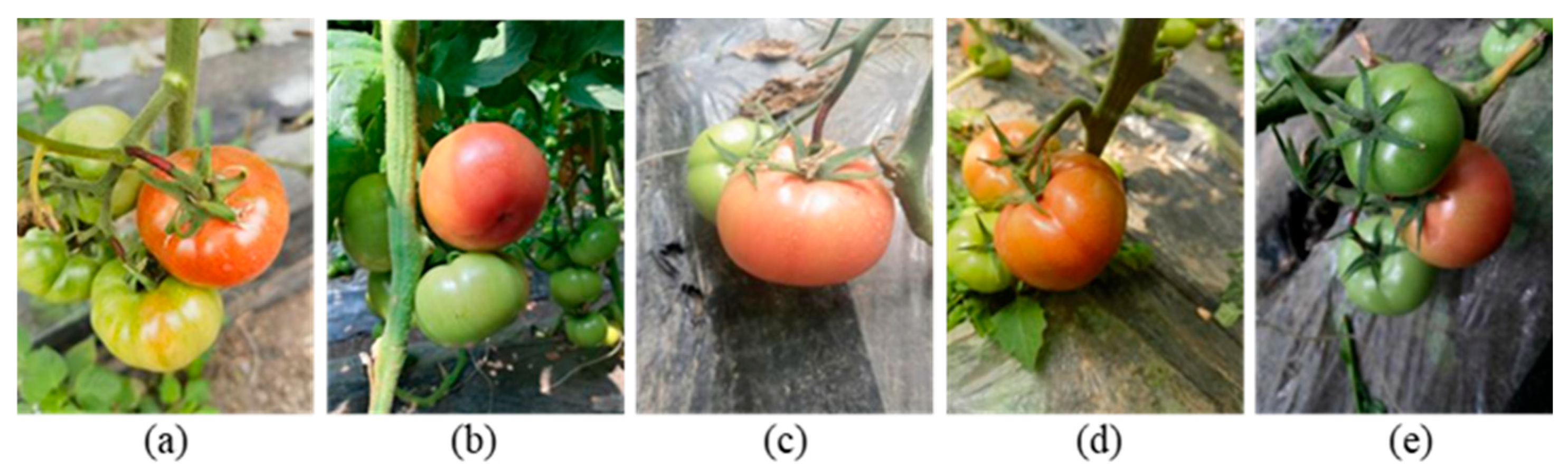 Horticulturae 12 00369 g003