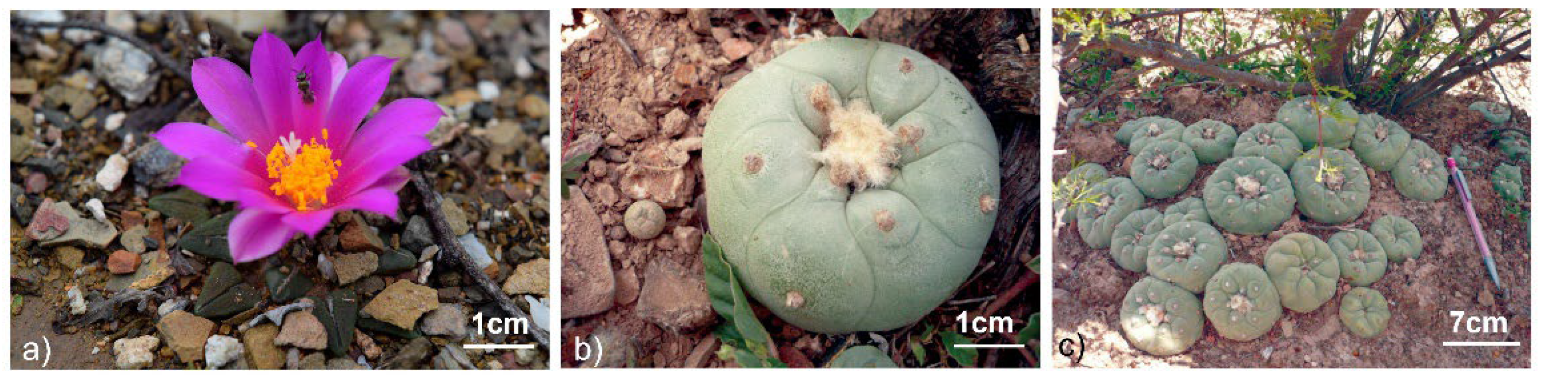 Horticulturae 12 00447 g002 Horticulturae 12 00447 g002