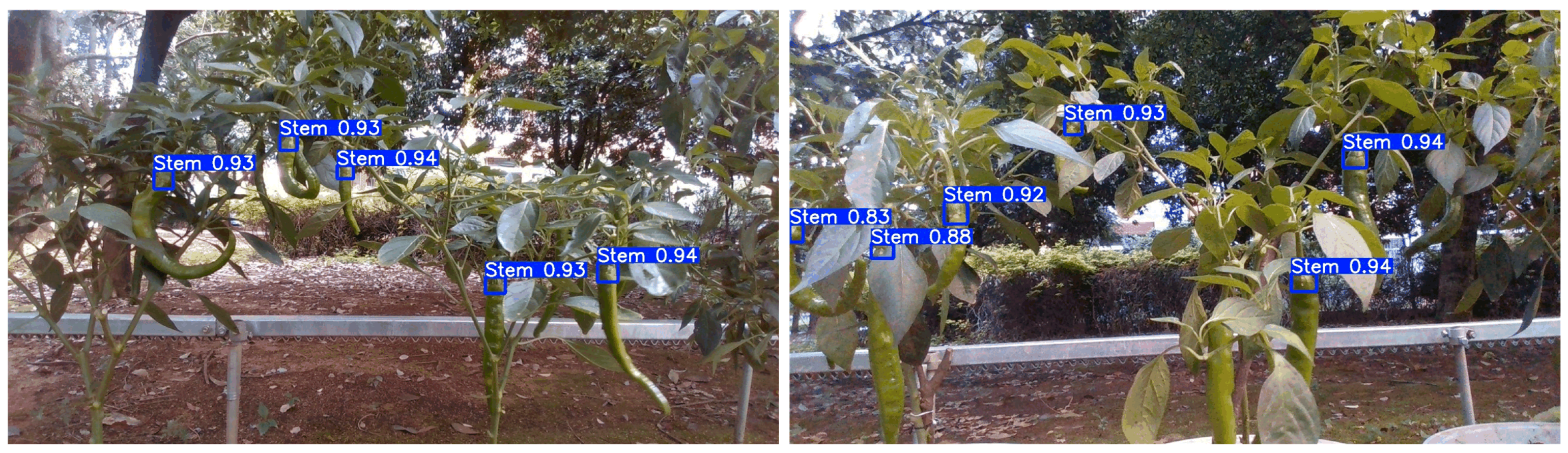 Horticulturae 12 00464 g009 Horticulturae 12 00464 g009