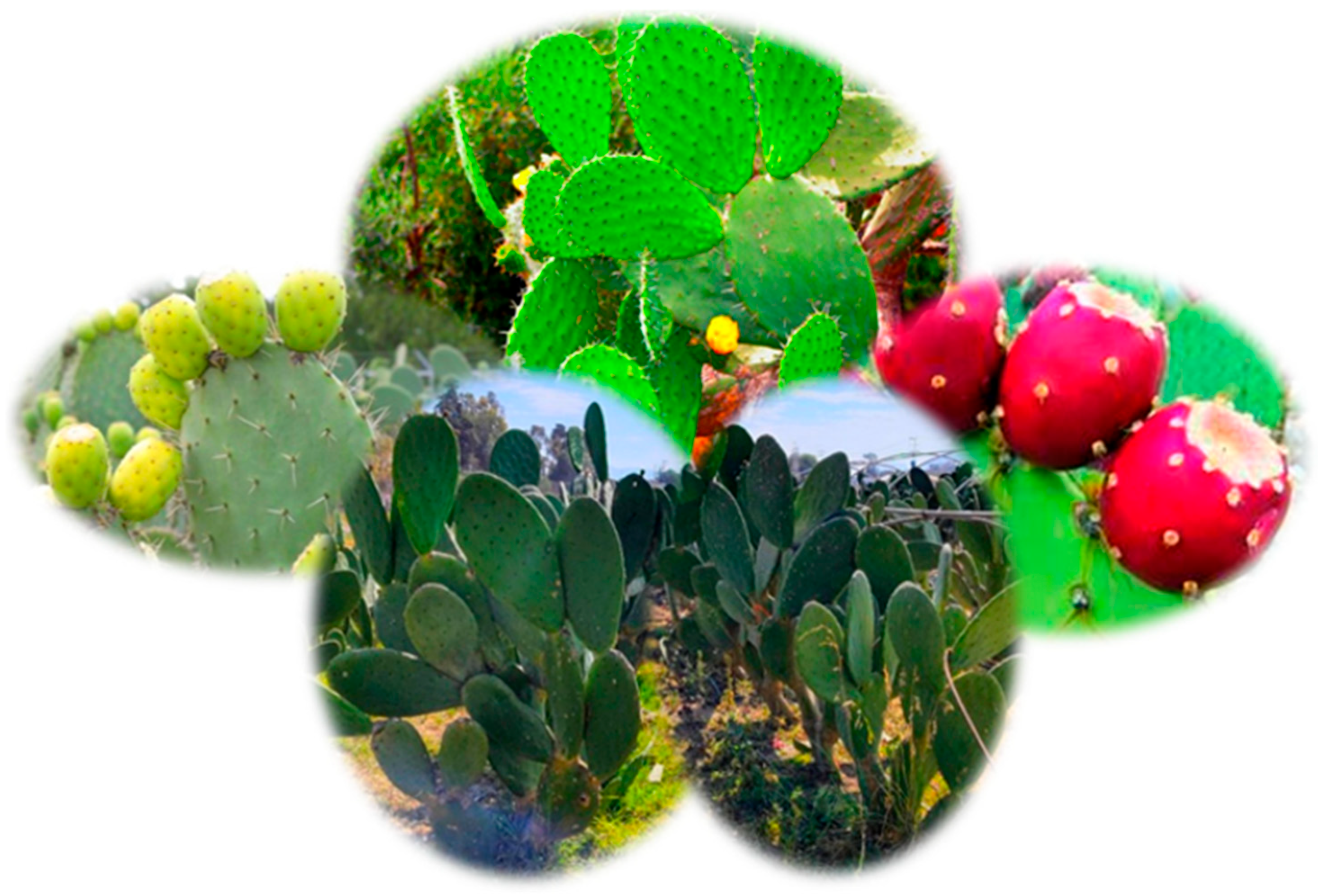 Horticulturae 12 00471 g002 Horticulturae 12 00471 g002