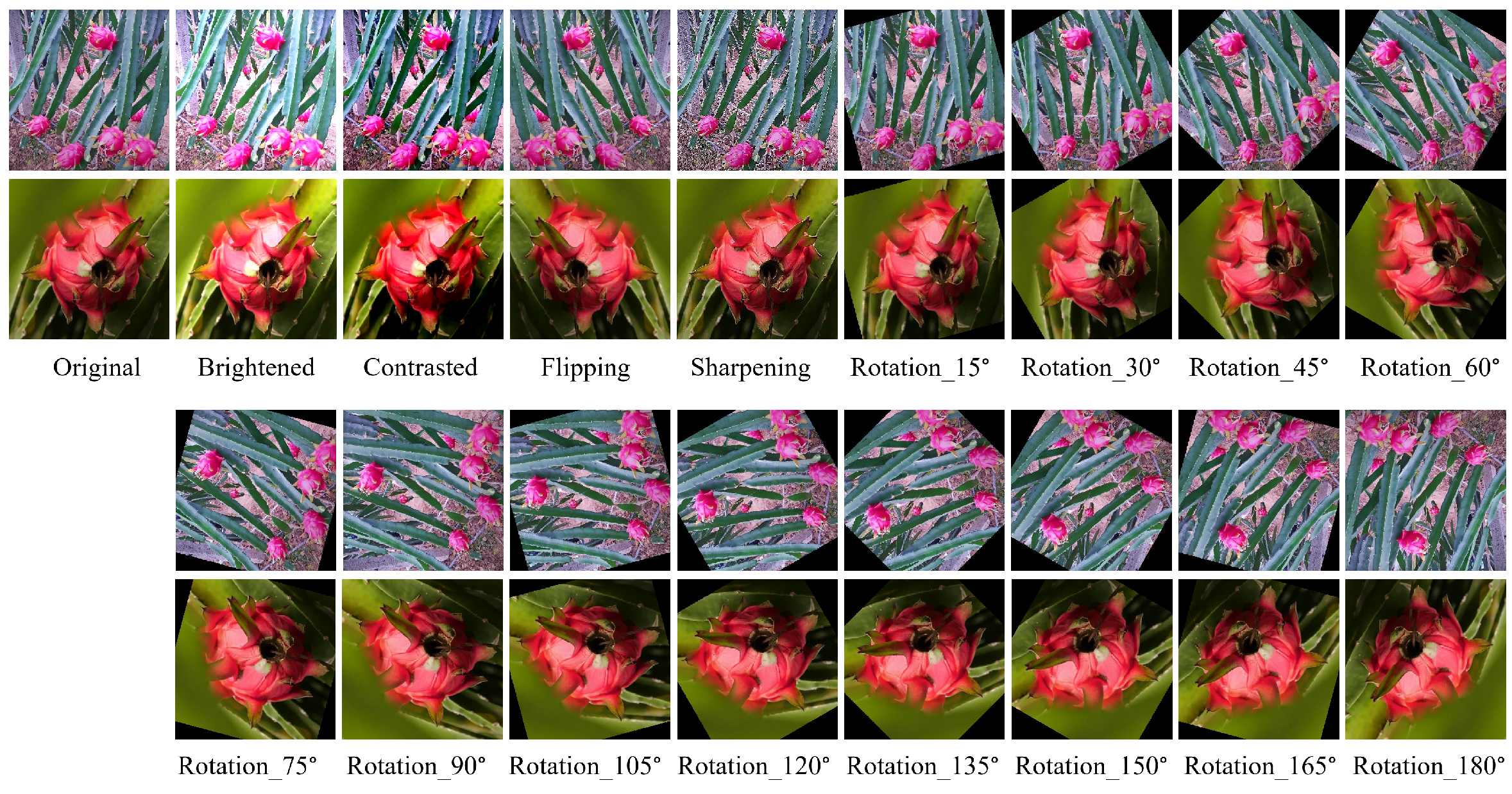 Horticulturae 12 00505 g005 Horticulturae 12 00505 g005