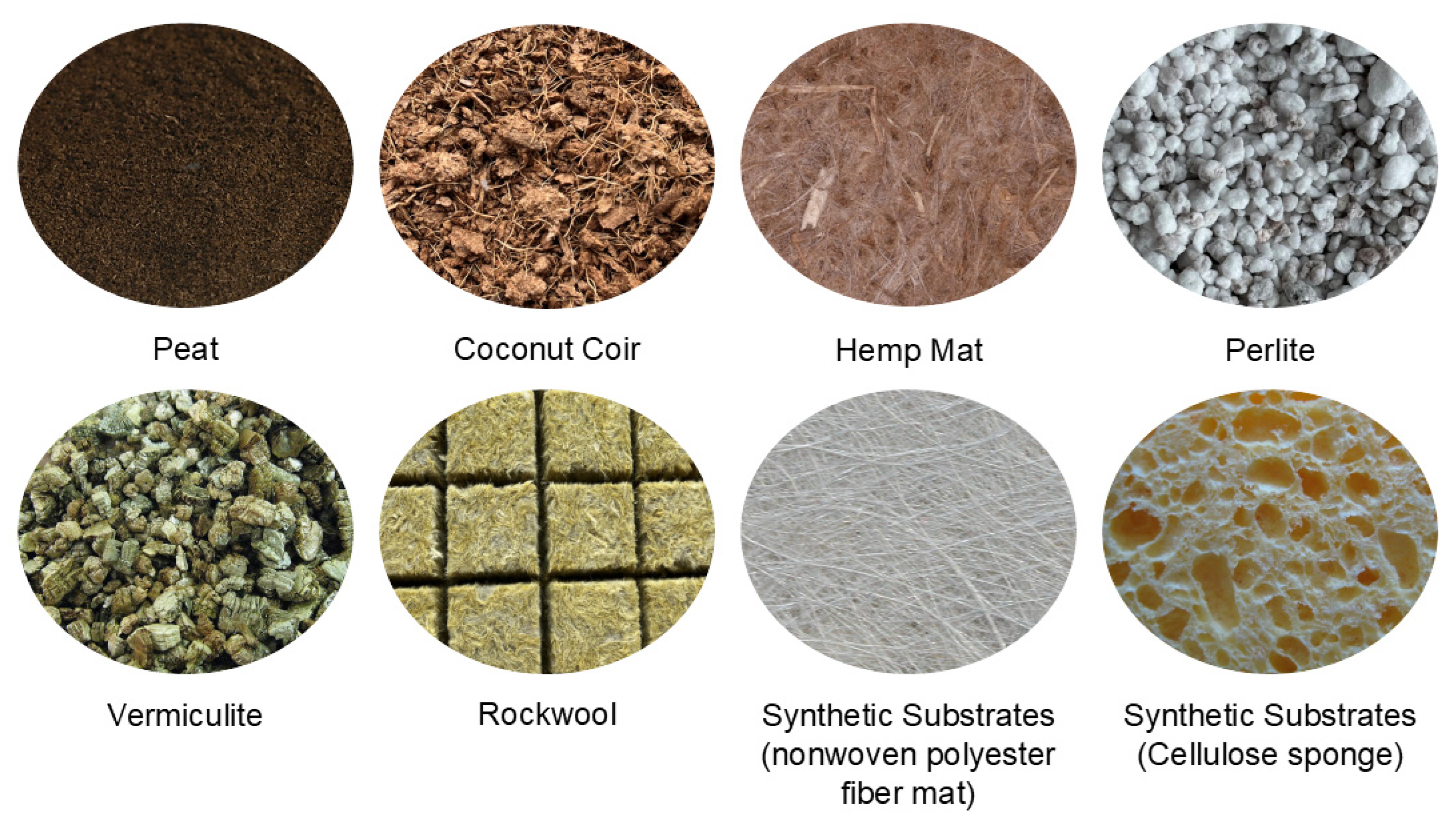 Horticulturae 12 00595 g004 Horticulturae 12 00595 g004
