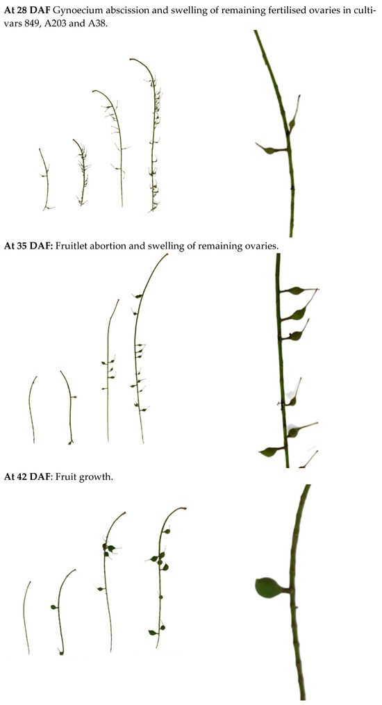 Horticulturae 12 00646 g0a2b