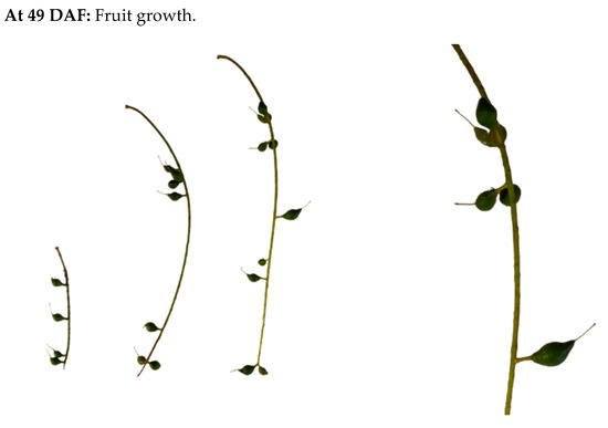 Horticulturae 12 00646 g0a2c