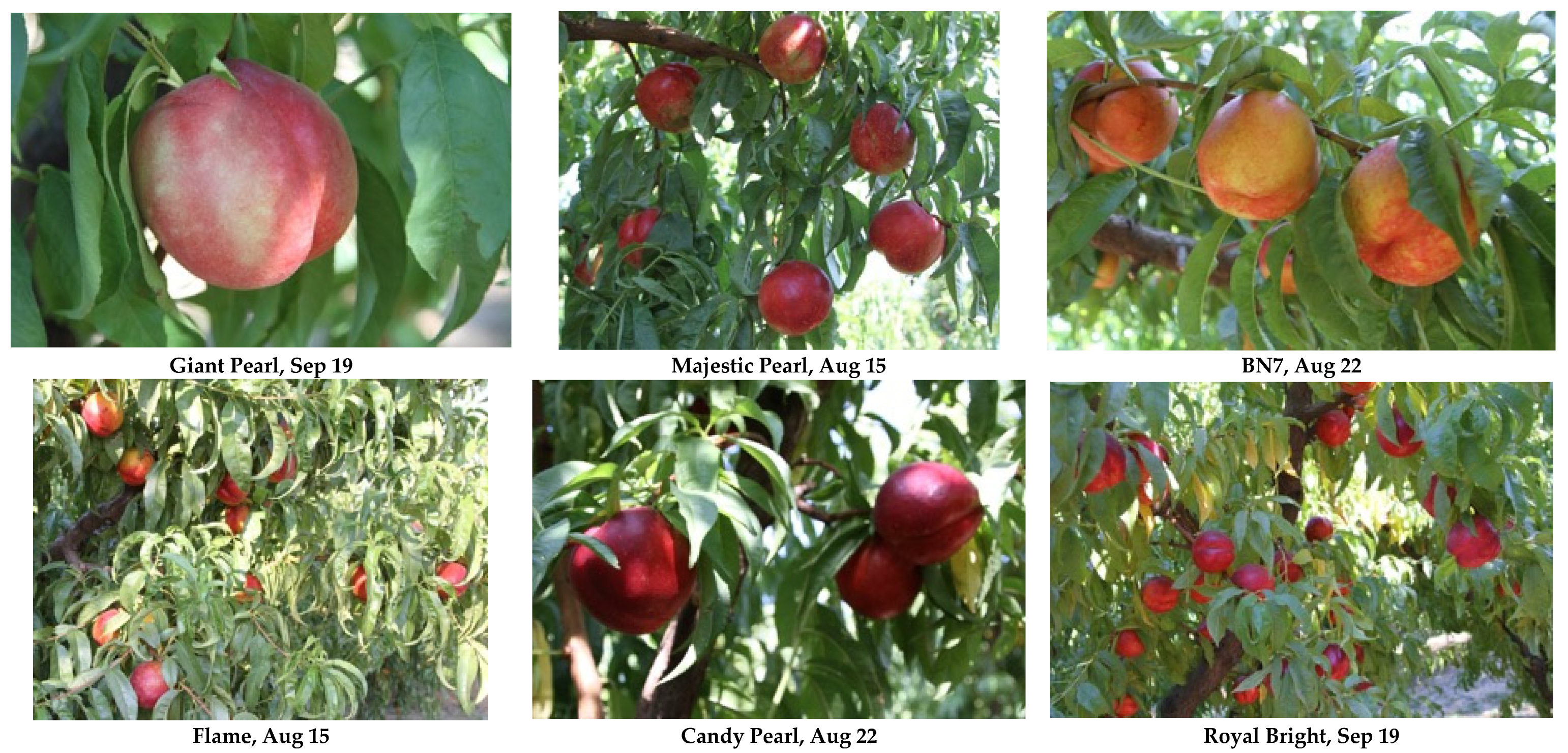 Horticulturae 12 00778 g001 Horticulturae 12 00778 g001