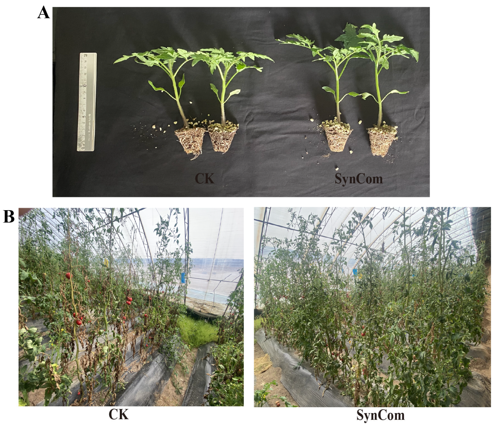 Horticulturae 12 00780 g002 Horticulturae 12 00780 g002