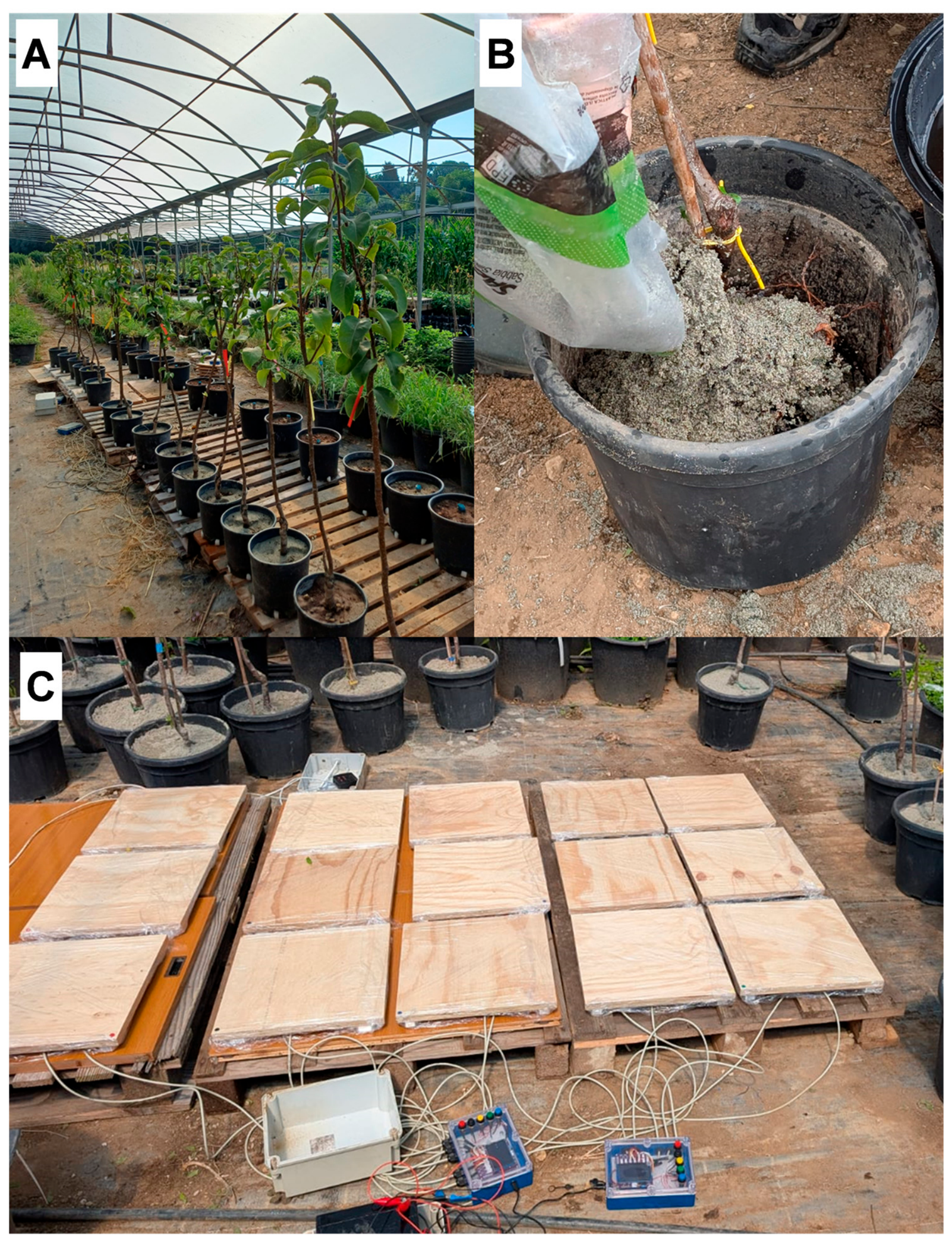 Horticulturae 12 00785 g001 Horticulturae 12 00785 g001