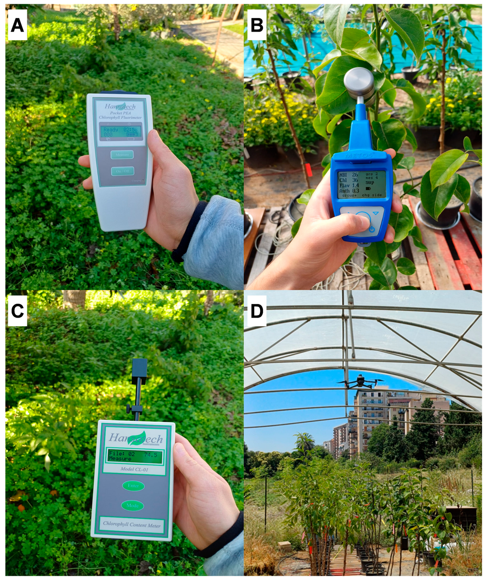 Horticulturae 12 00785 g002 Horticulturae 12 00785 g002