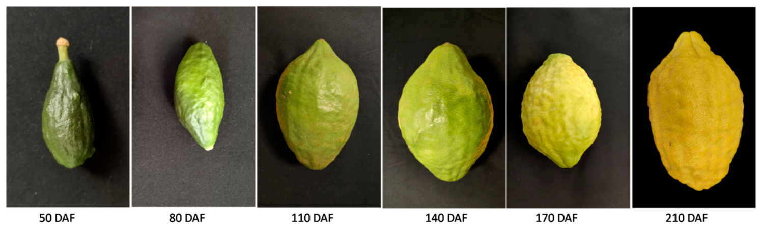 Horticulturae 12 00800 g001 Horticulturae 12 00800 g001