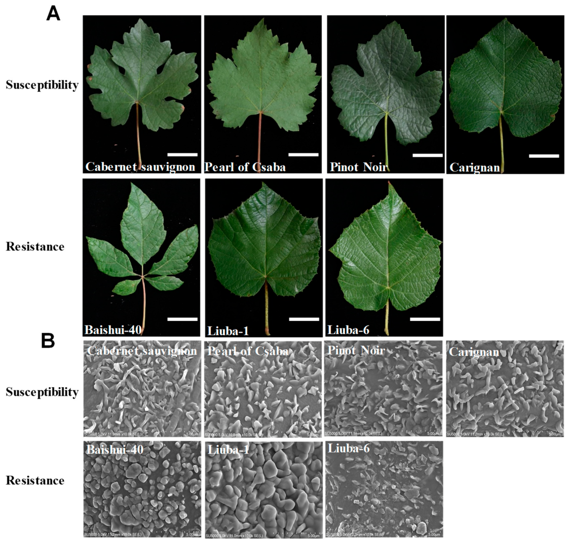 Horticulturae 12 00851 g002 Horticulturae 12 00851 g002